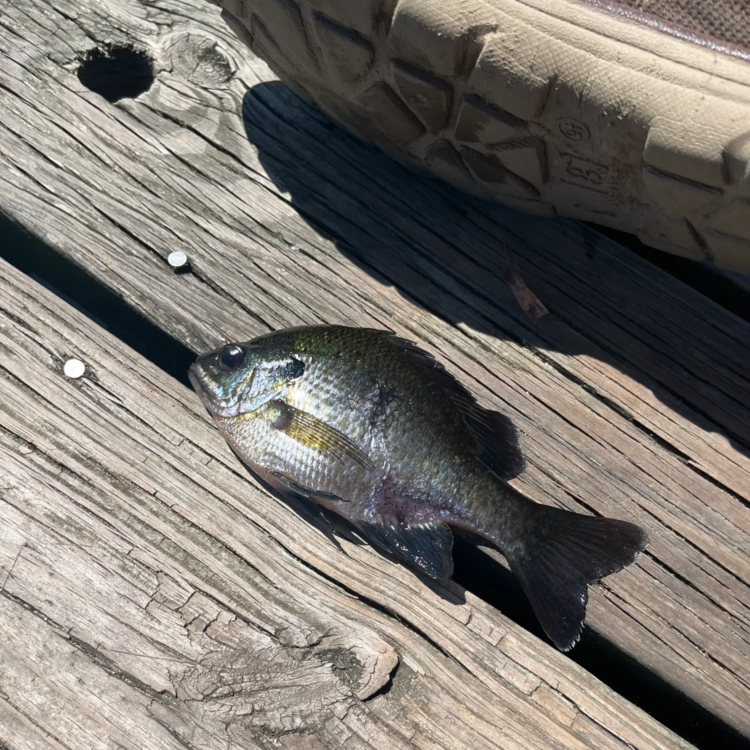 Bluegill caught on Fishbrain