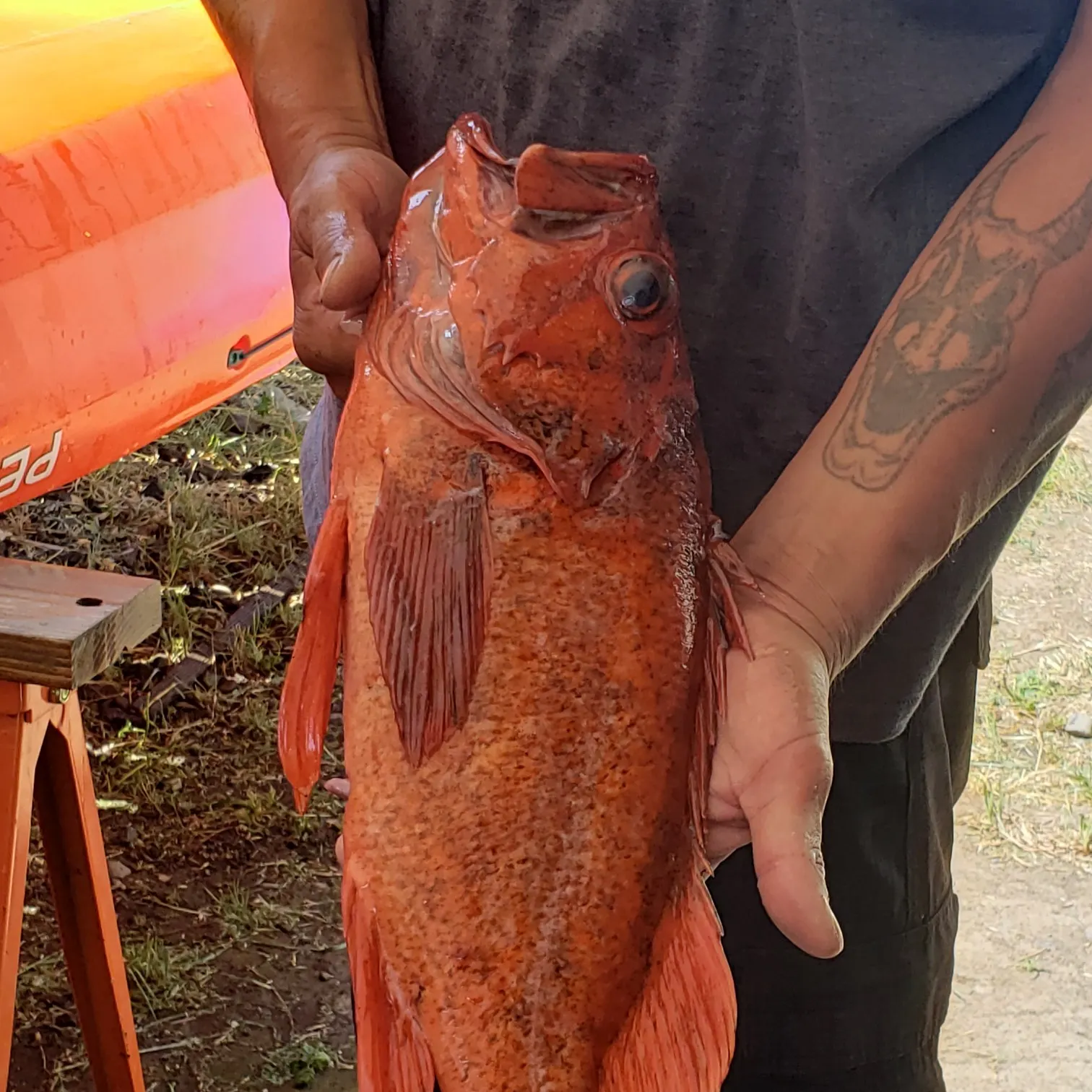 Vermilion rockfish caught on Fishbrain