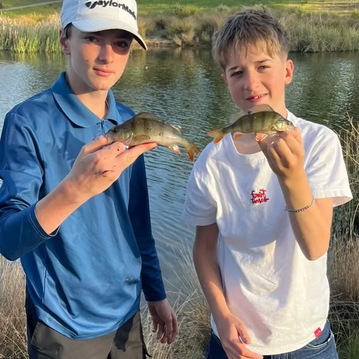 European perch caught on Fishbrain