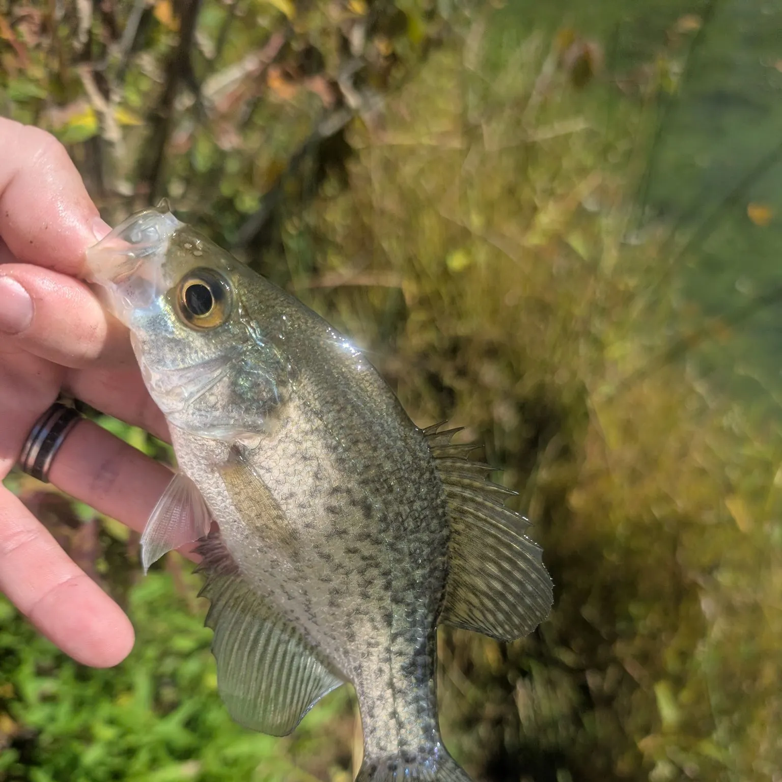 Black crappie caught on Fishbrain