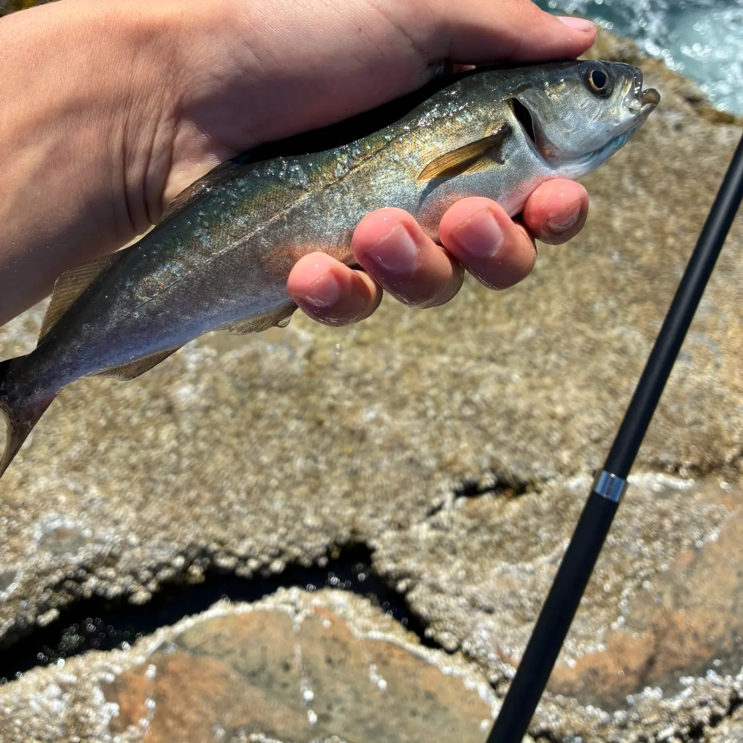 The most recent Atlantic pollock catches on Fishbrain