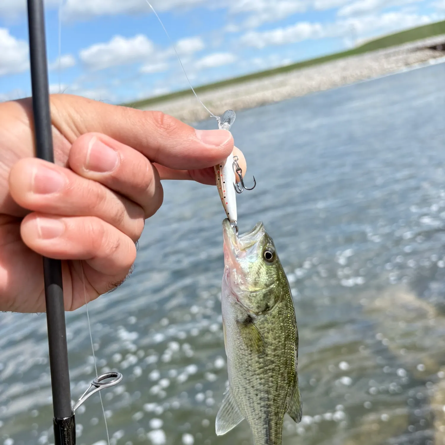 Largemouth bass caught on Fishbrain