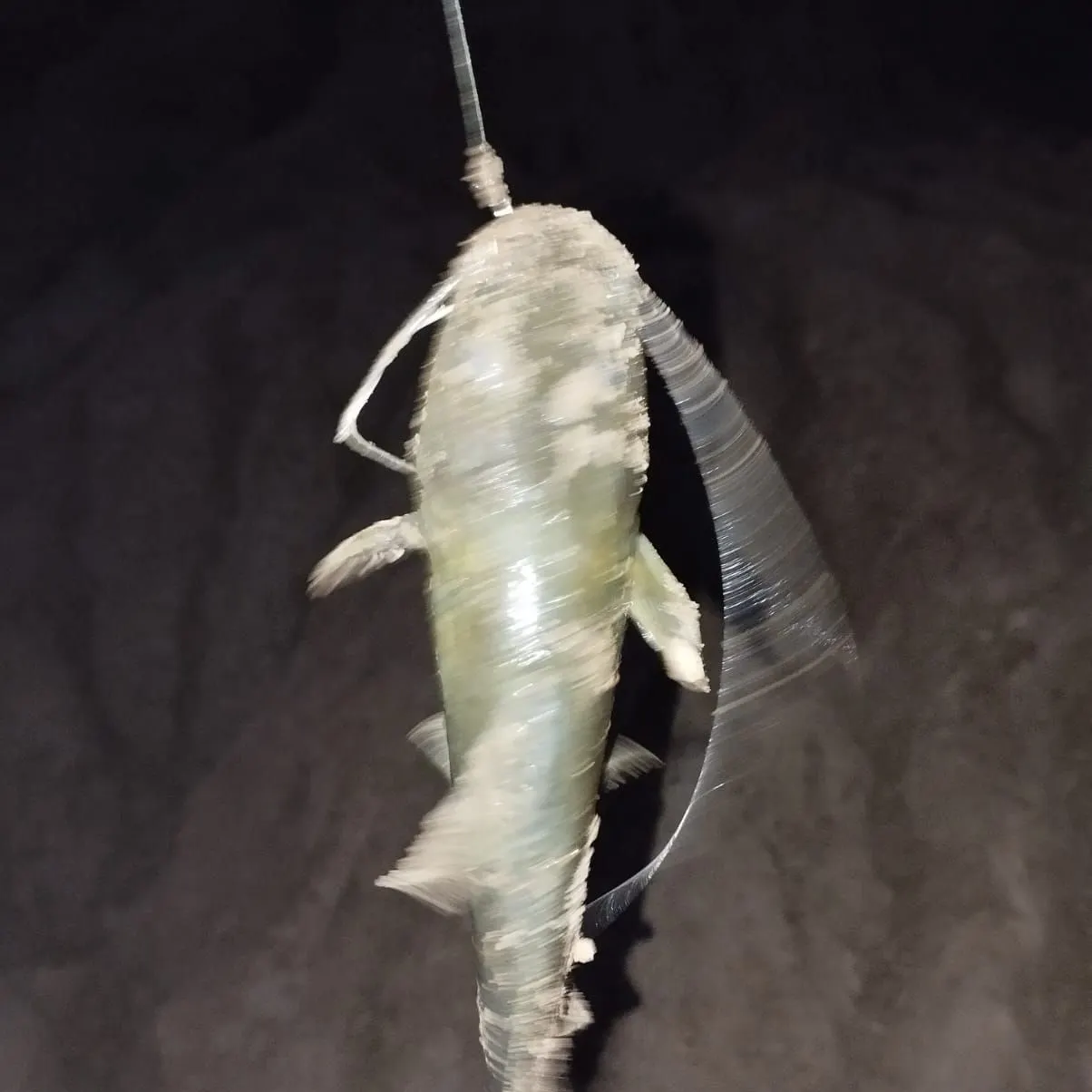 The most popular recent Pale catfish catch on Fishbrain