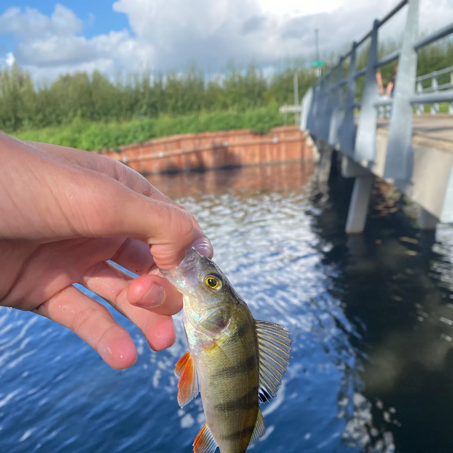 European perch caught on Fishbrain