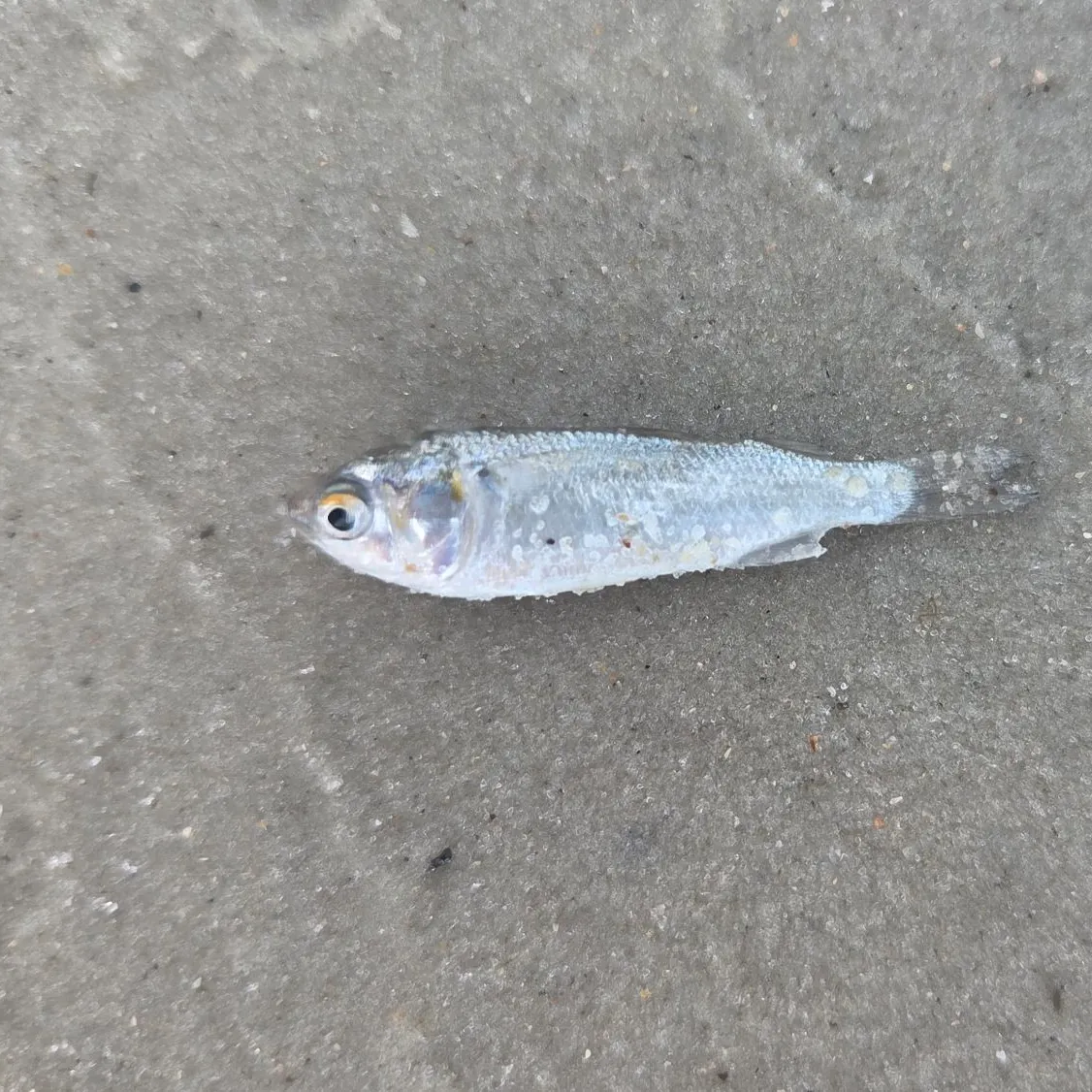 The most recent White mullet catches on Fishbrain