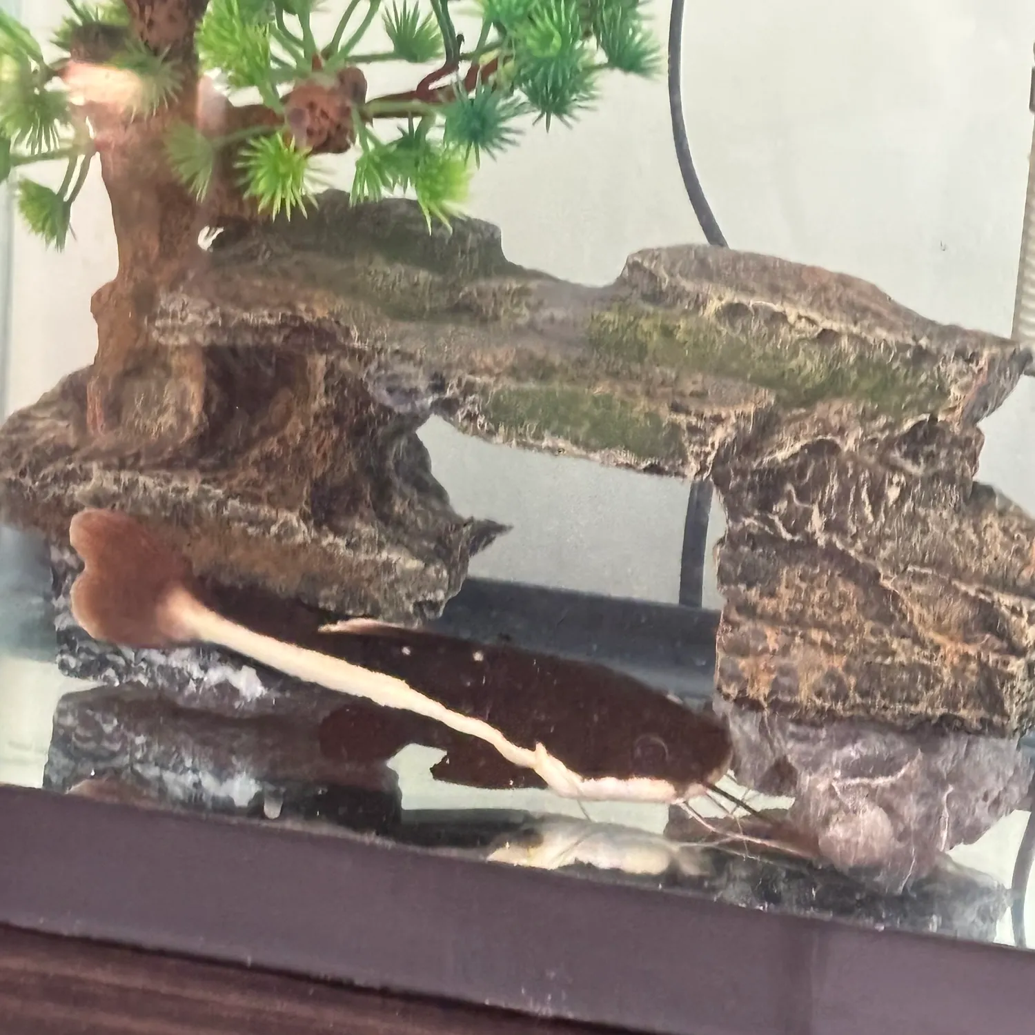 The most recent Redtail catfish catches on Fishbrain