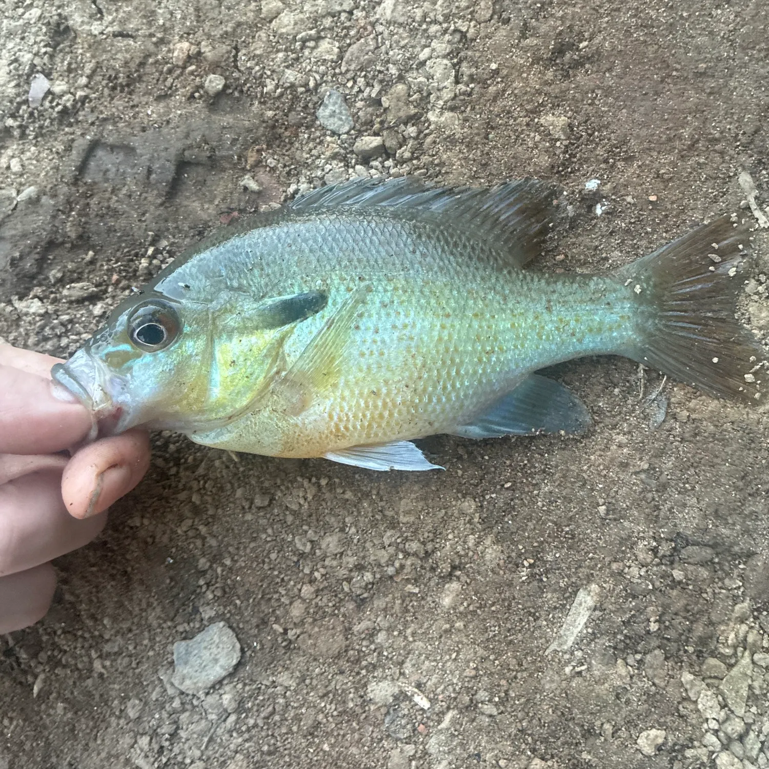 Bluegill caught on Fishbrain