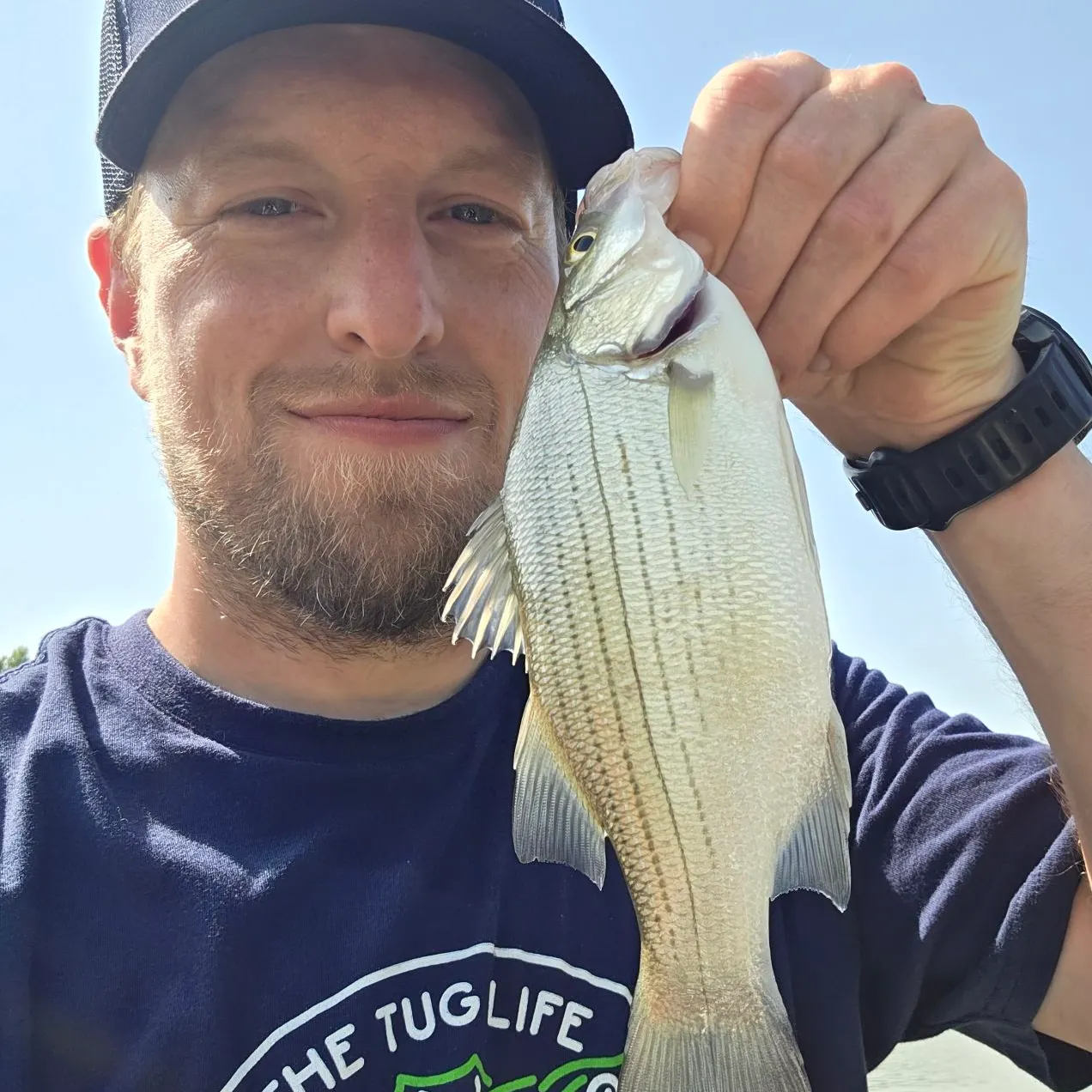 White bass caught on Fishbrain