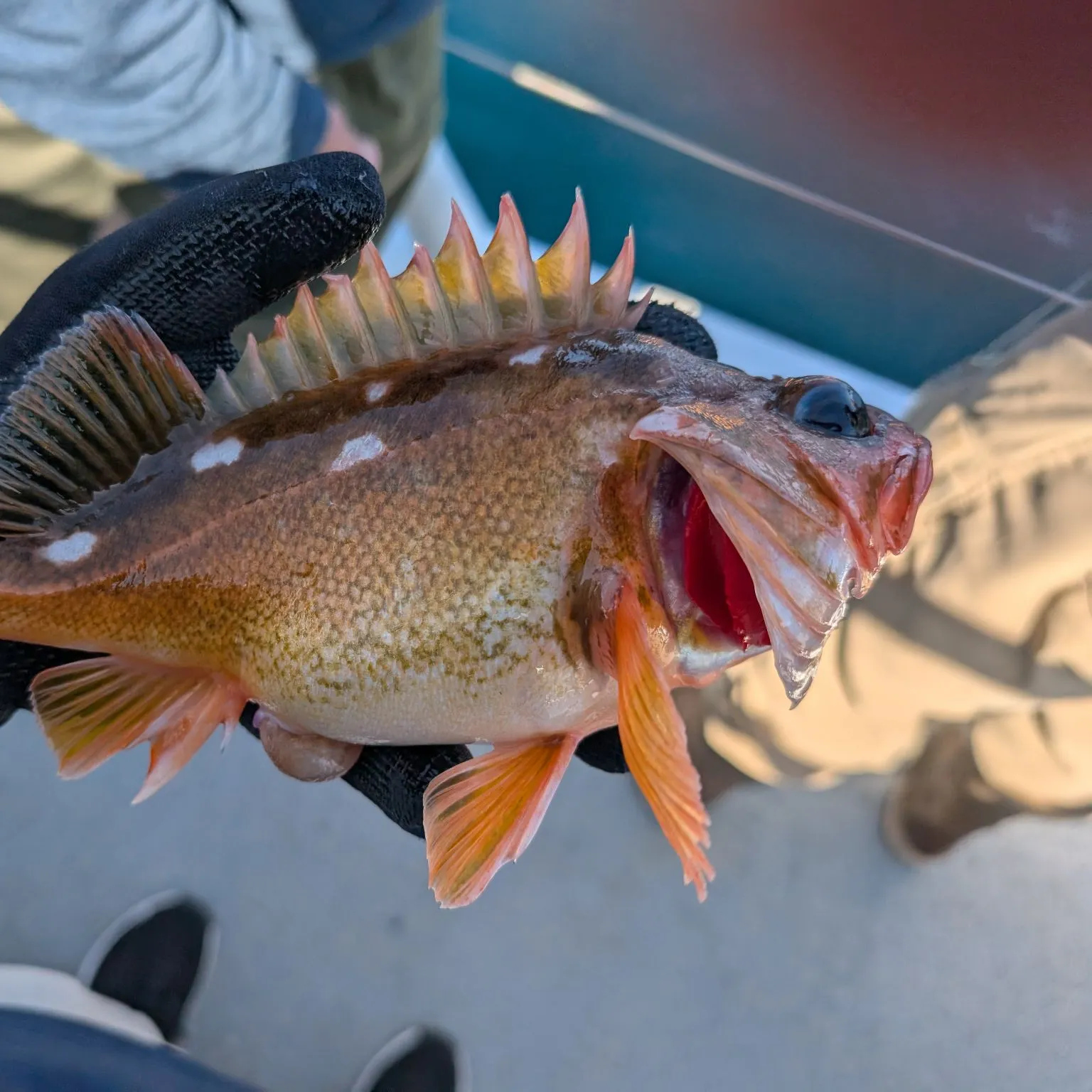 recently logged catches