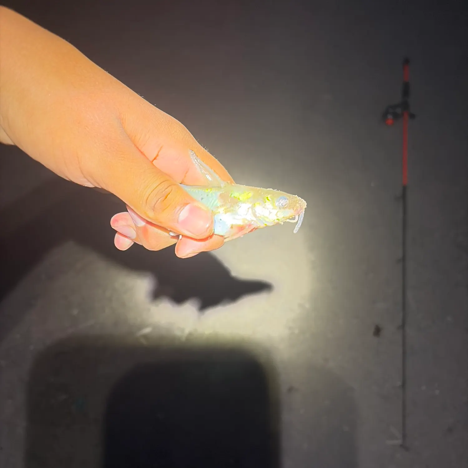 Channel catfish caught on Fishbrain