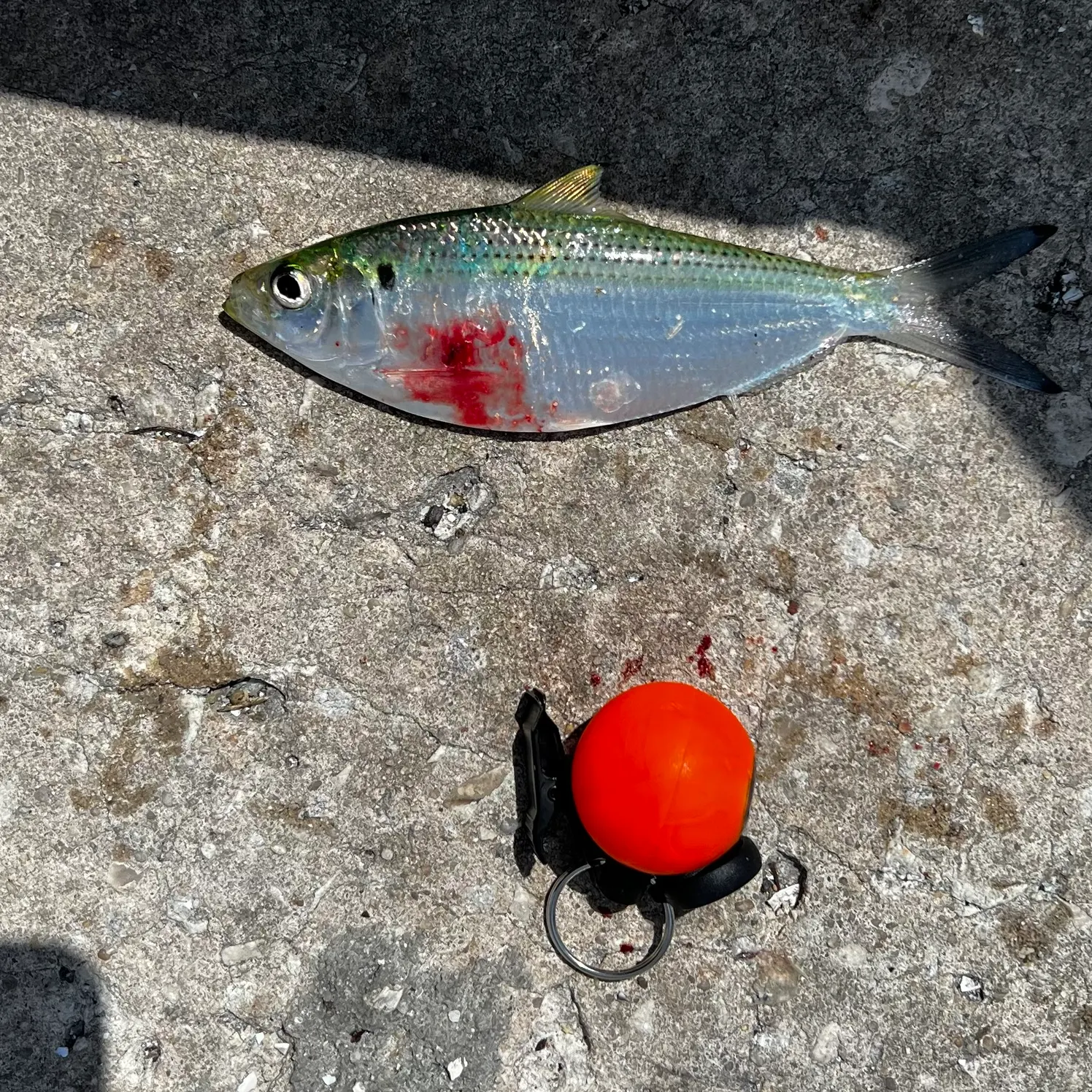 The most recent Atlantic thread herring catches on Fishbrain