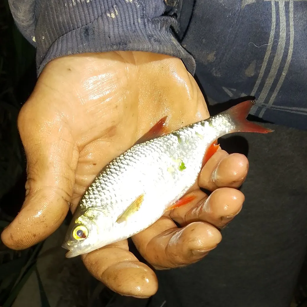 The most recent Common rudd catches on Fishbrain