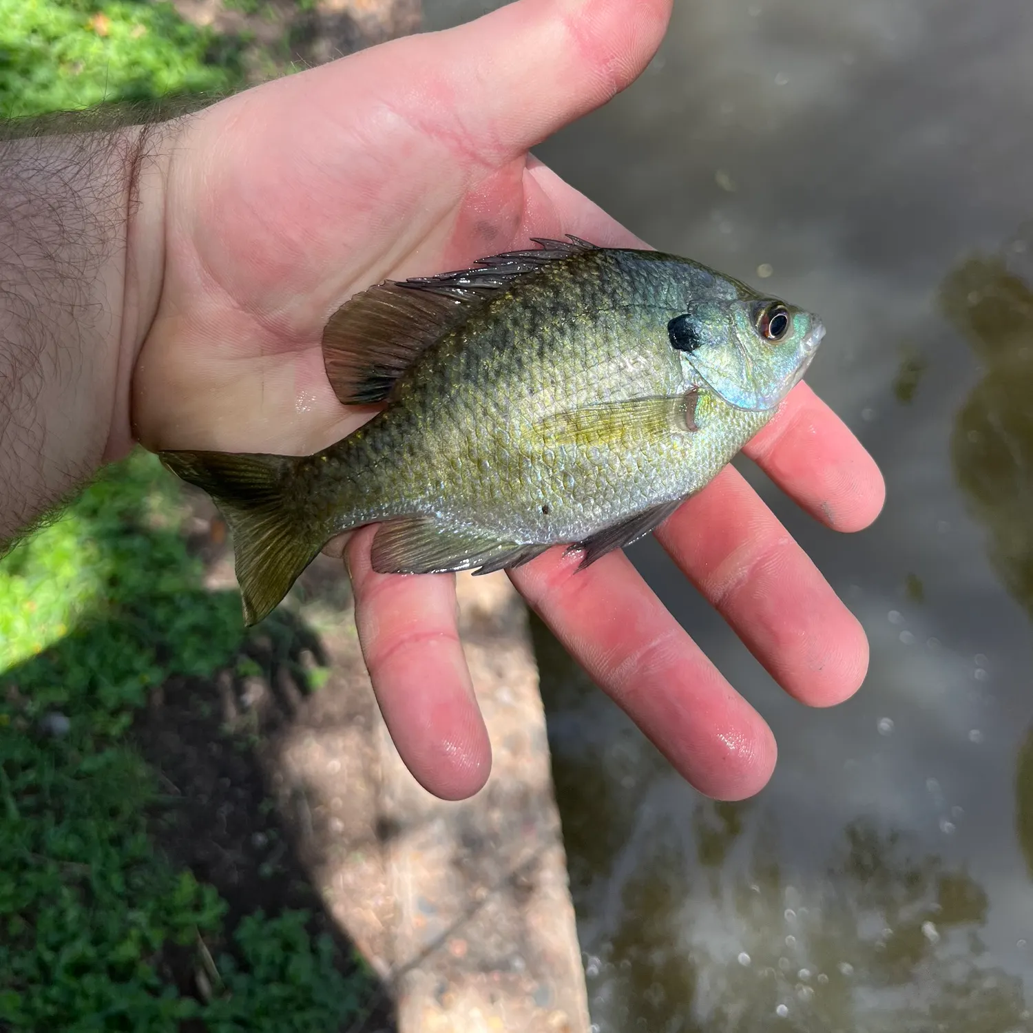 Bluegill caught on Fishbrain