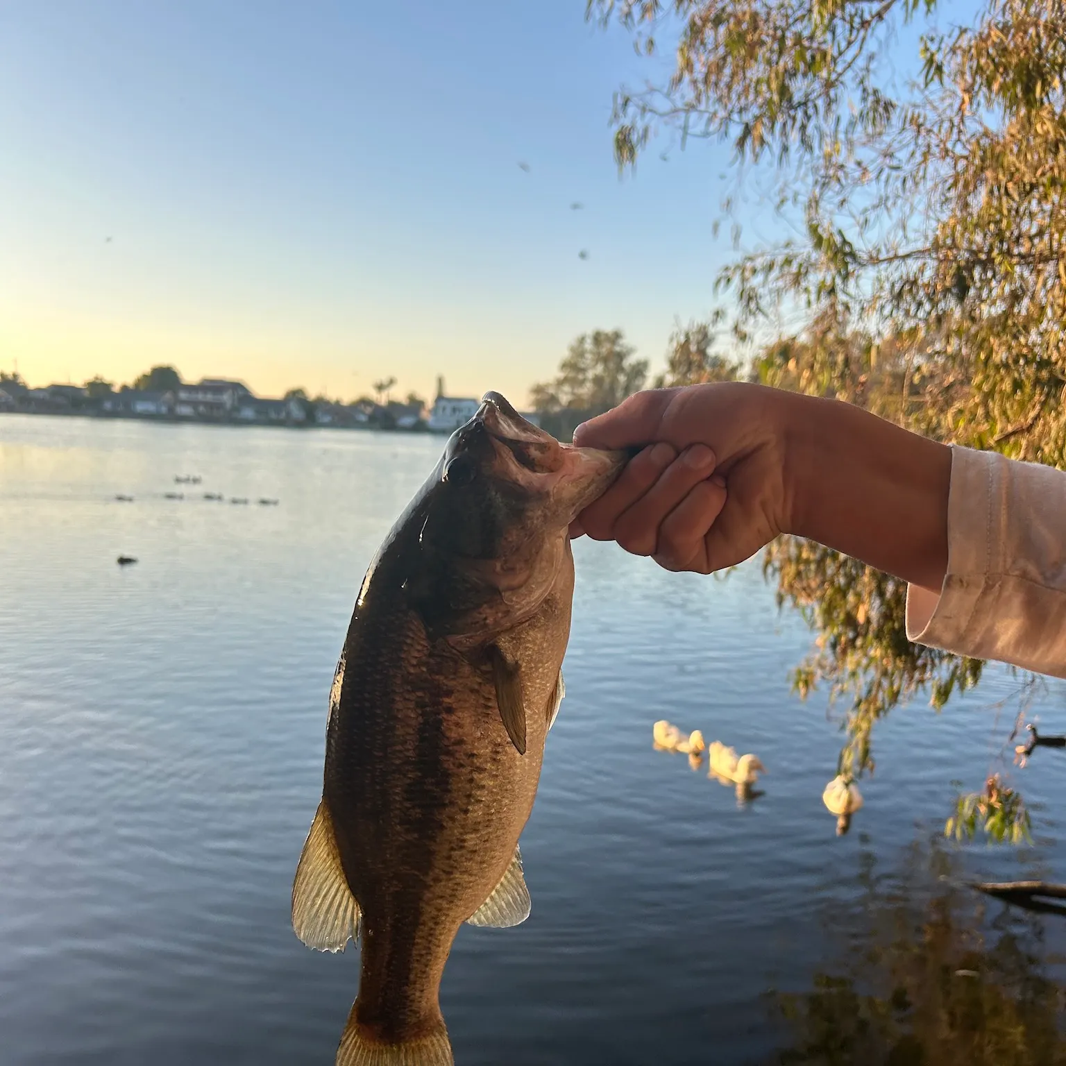 catch