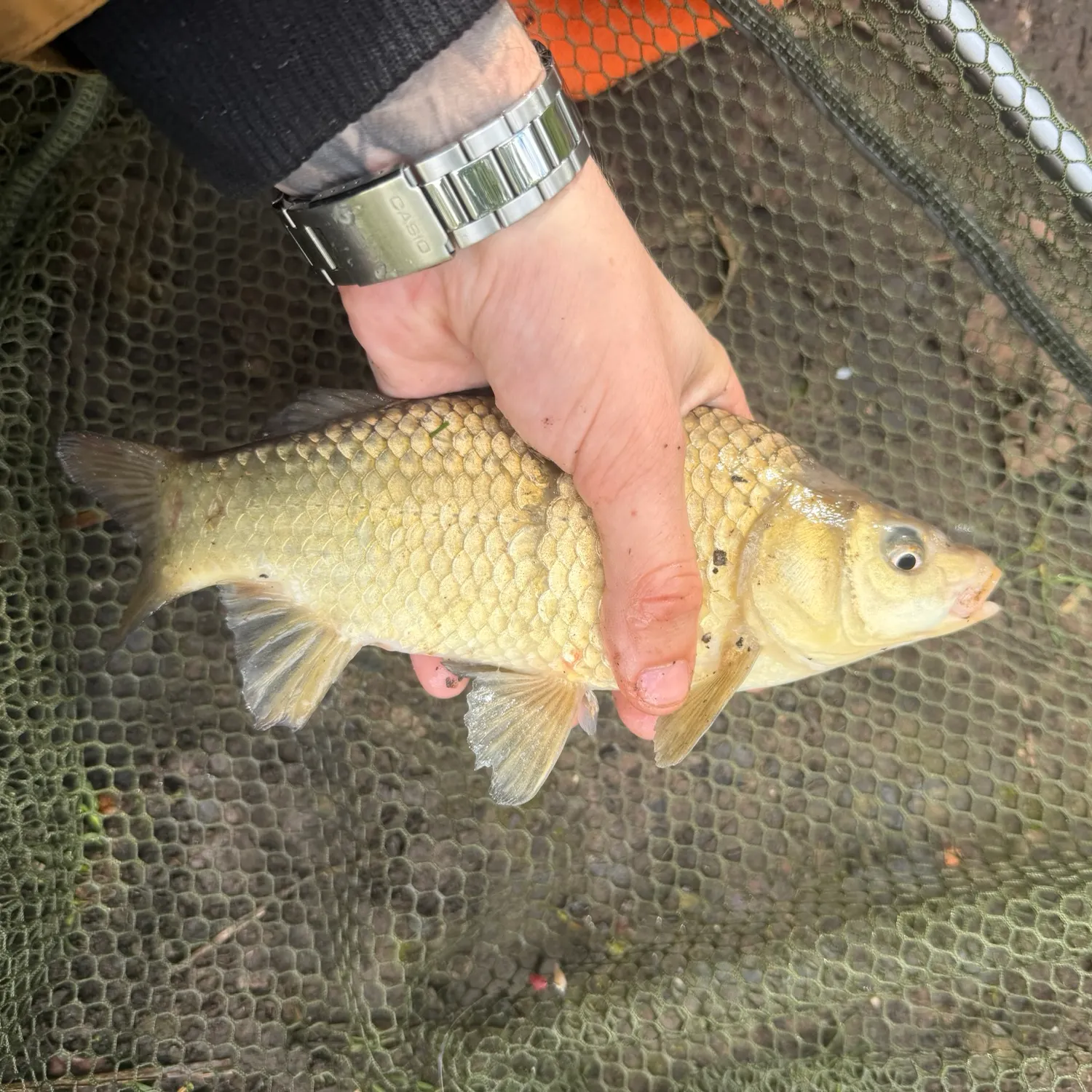 Common carp caught on Fishbrain