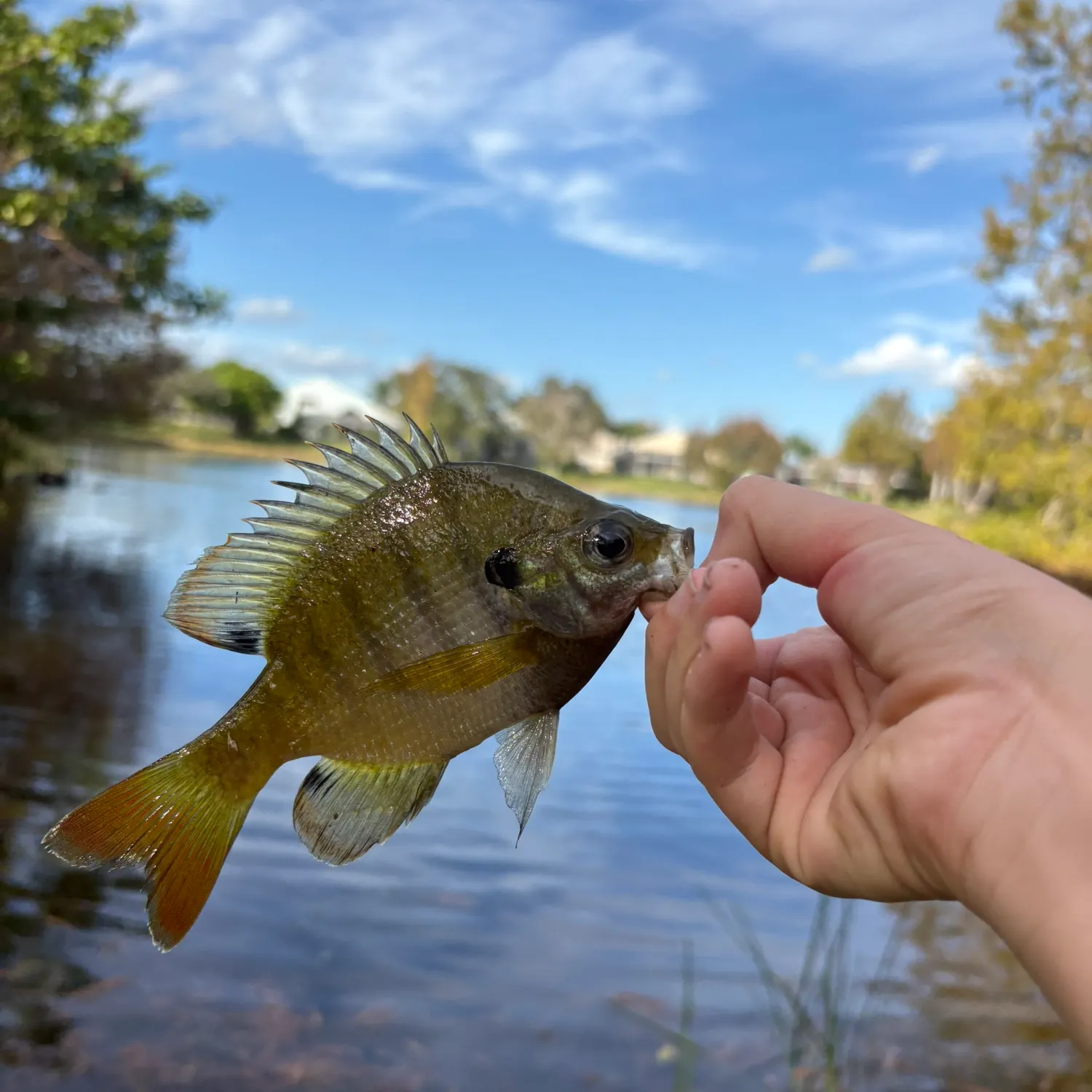 The most recent Bluegill catches on Fishbrain