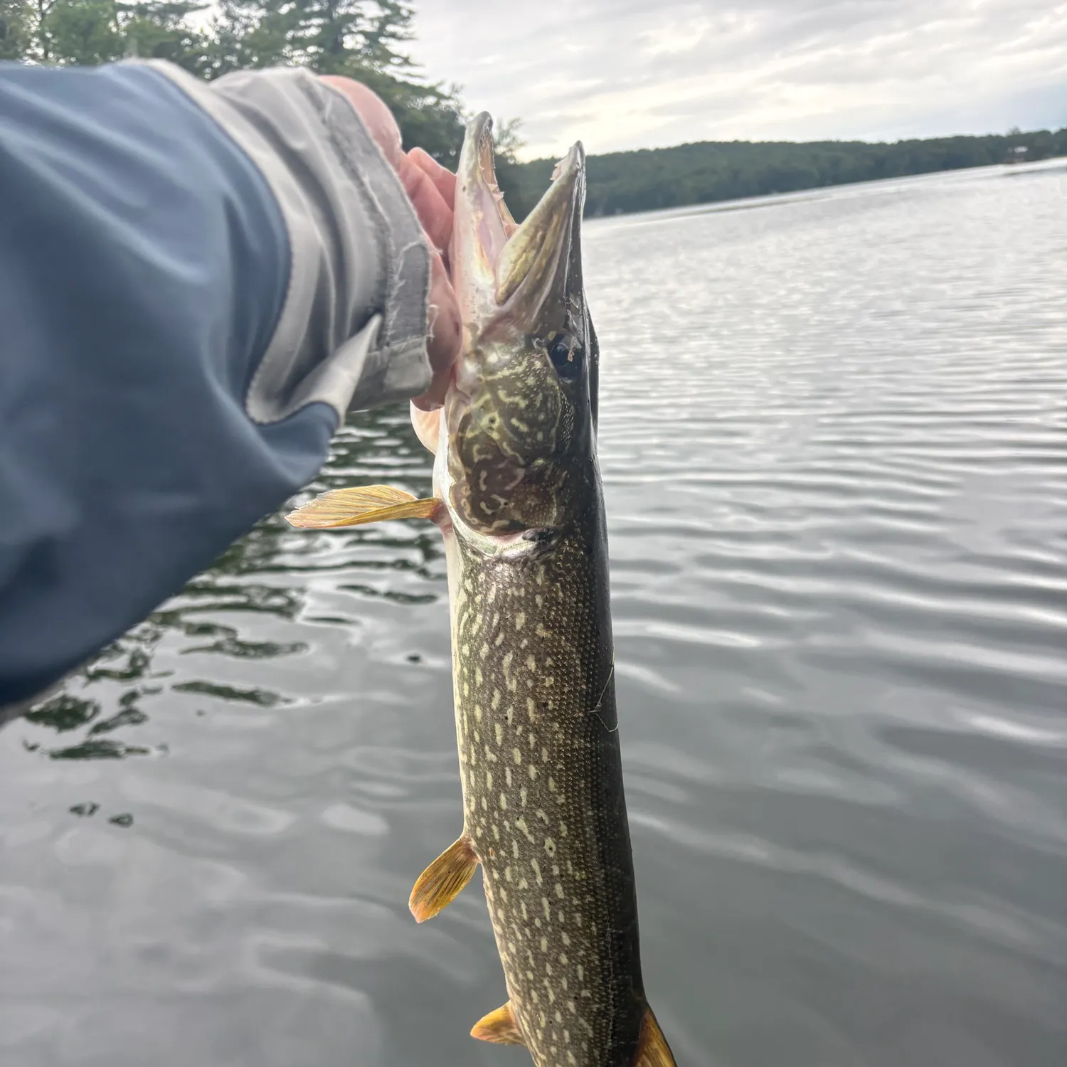 Northern pike caught on Fishbrain
