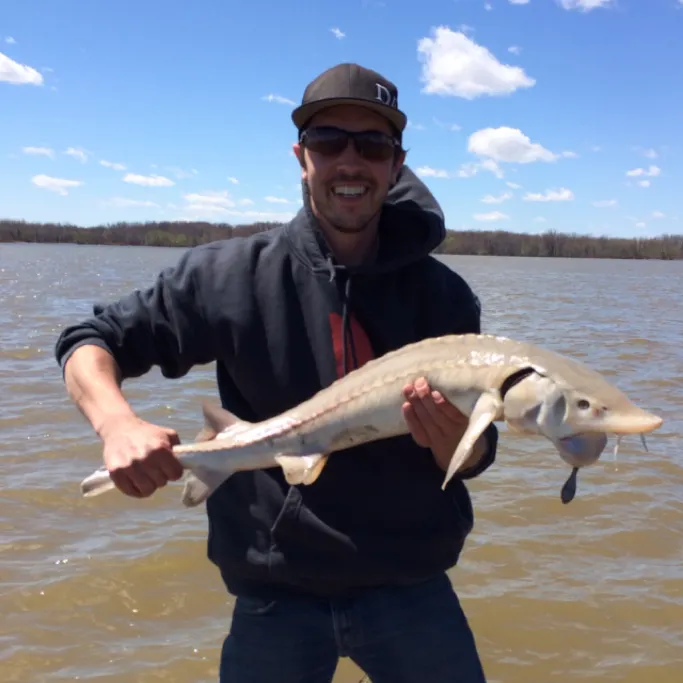 Lake sturgeon caught on Fishbrain