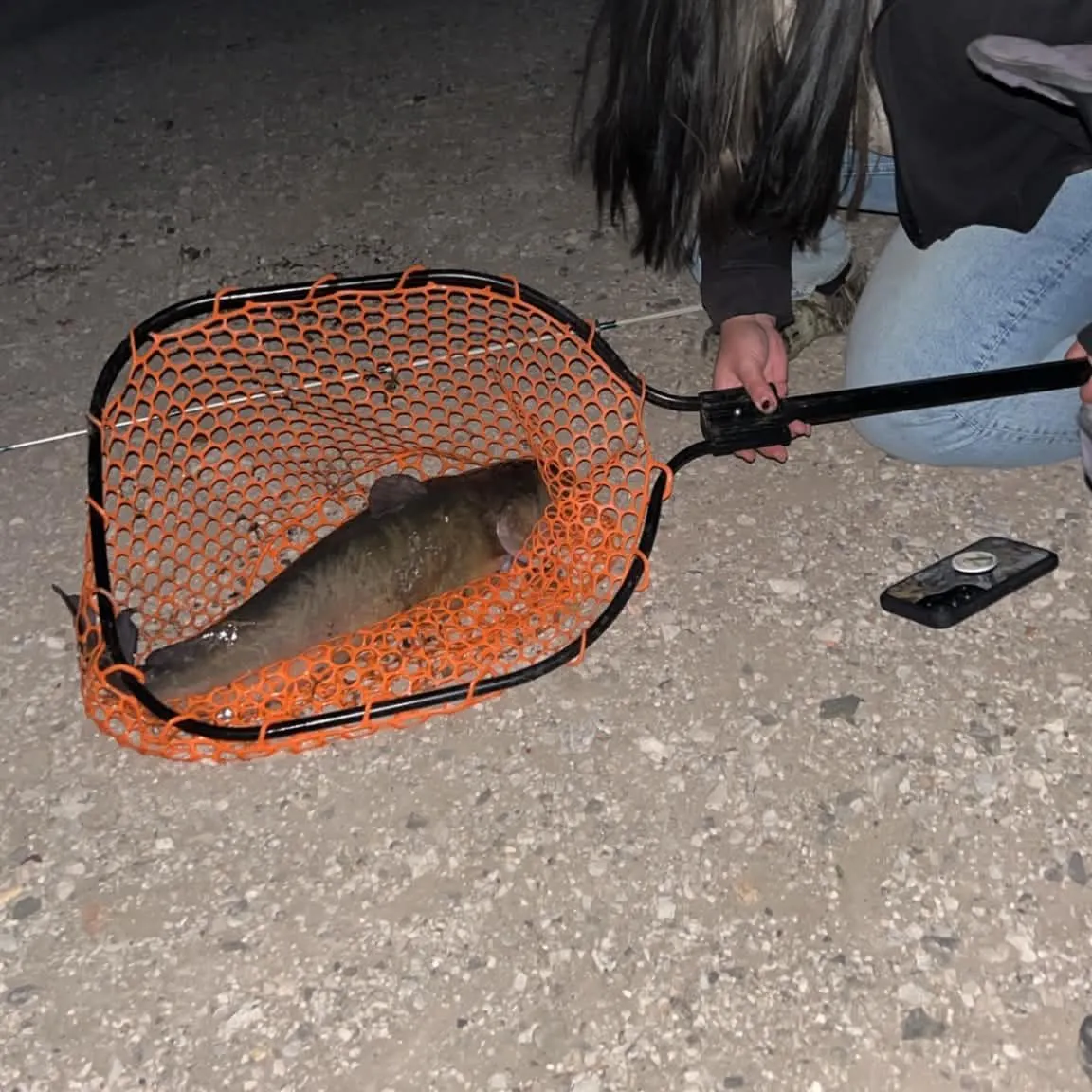 Channel catfish caught on Fishbrain