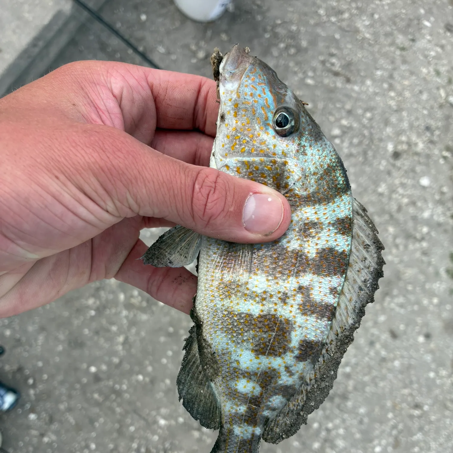 The most recent Sand perch catches on Fishbrain