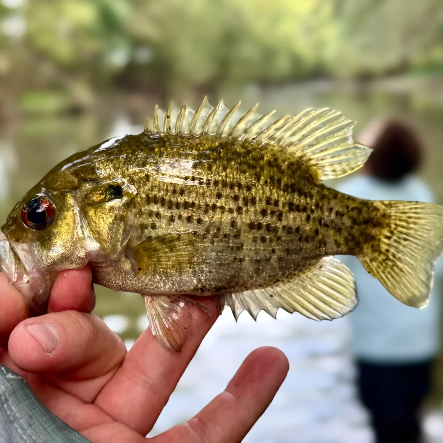 Rock bass caught on Fishbrain