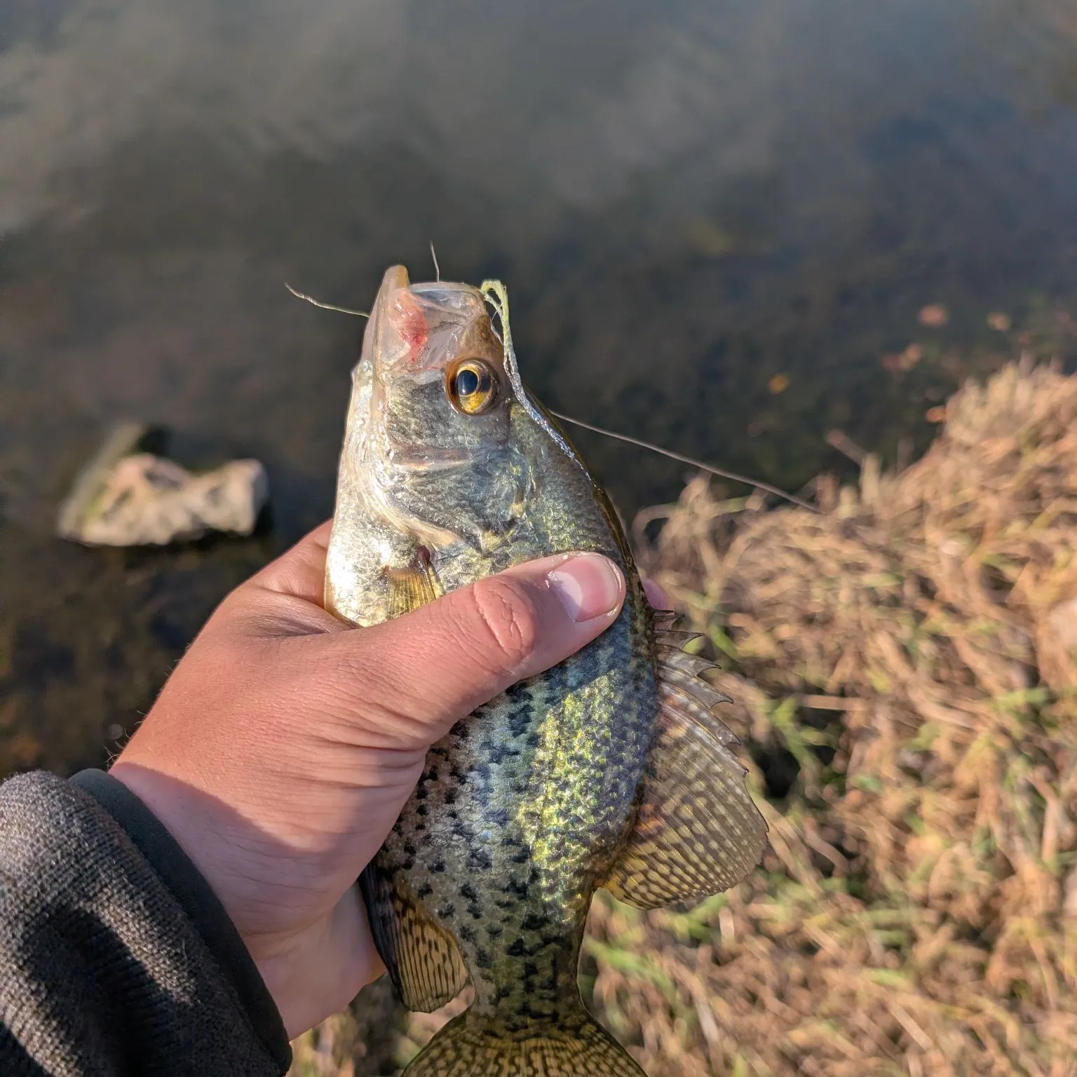 Black crappie caught on Fishbrain