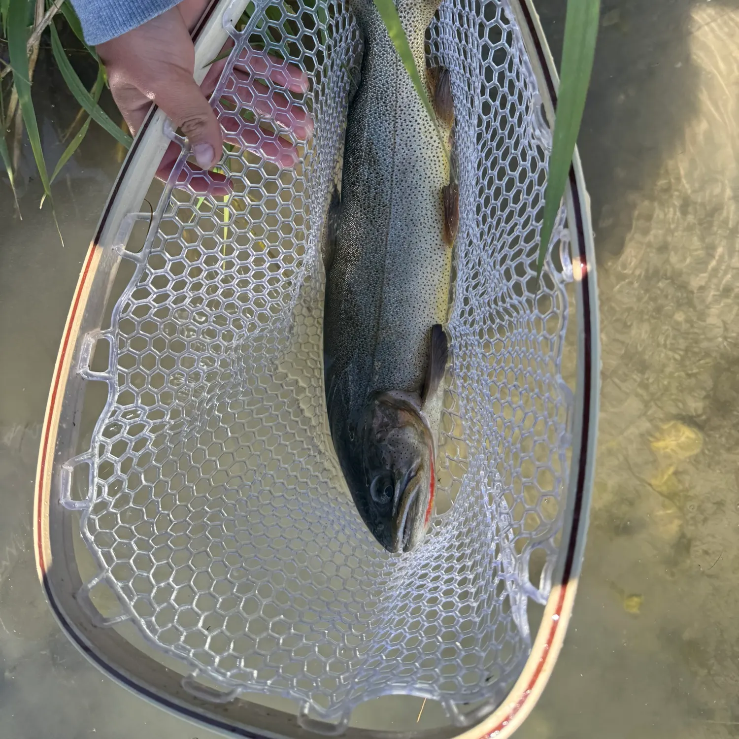 The most recent Snake River fine-spotted cutthroat trout catches on Fishbrain