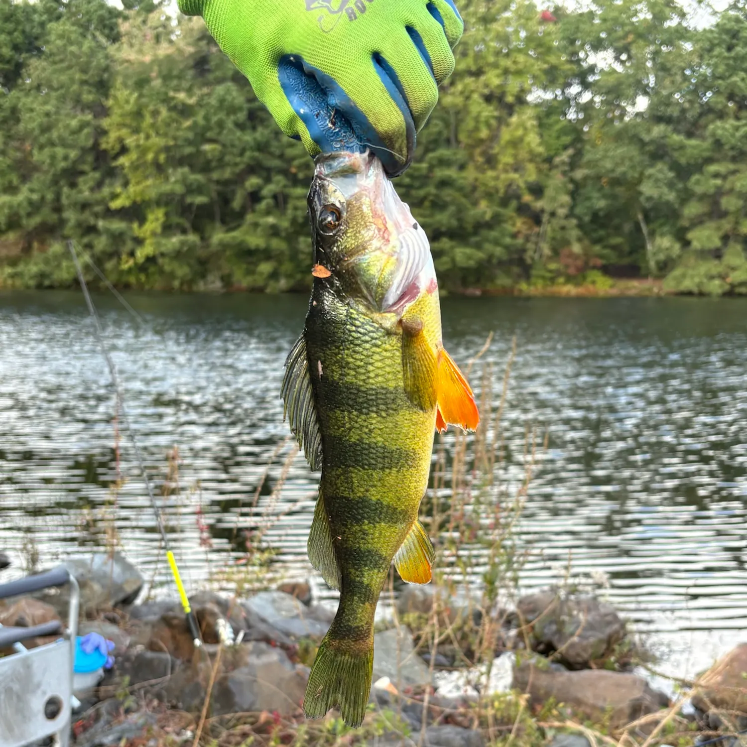 Yellow perch caught on Fishbrain