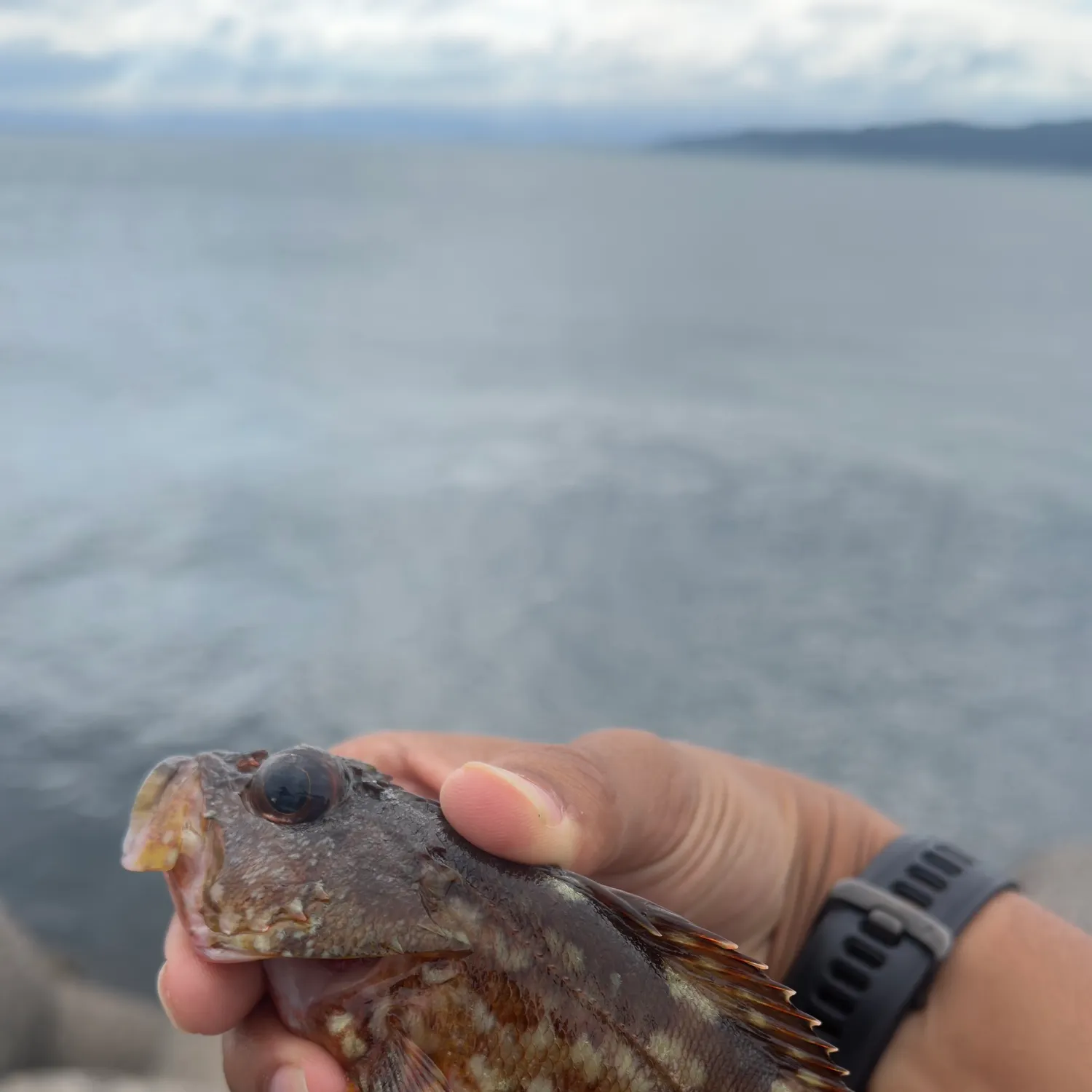The most recent Marbled Rockfish catches on Fishbrain