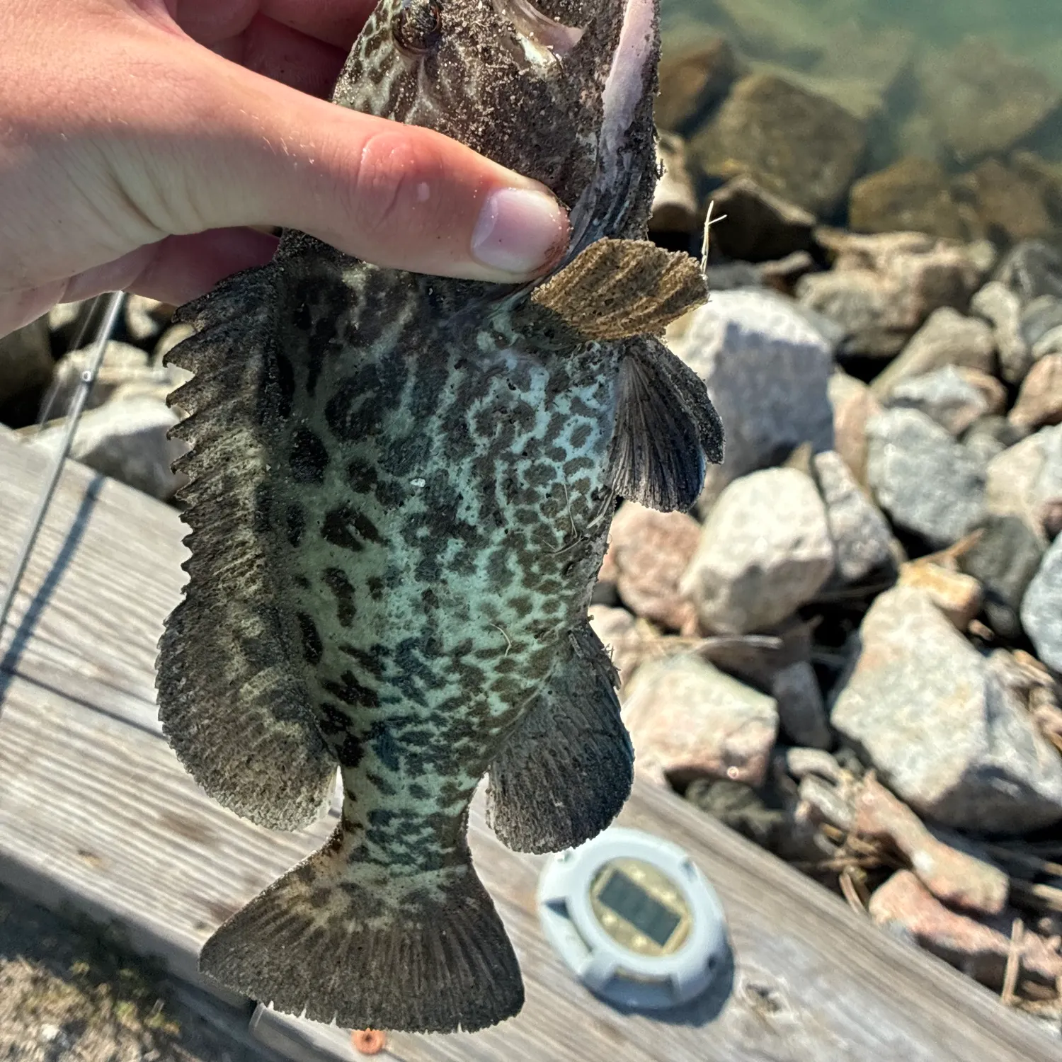 Black grouper caught on Fishbrain