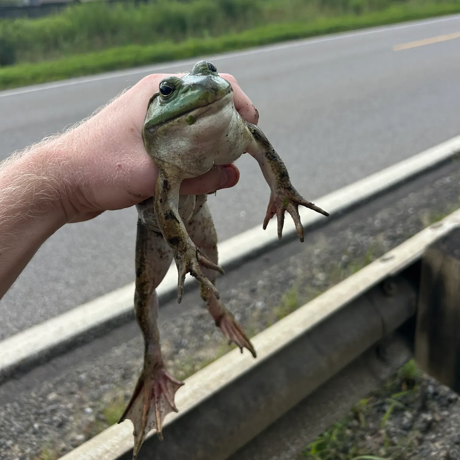 American bullfrog caught on Fishbrain