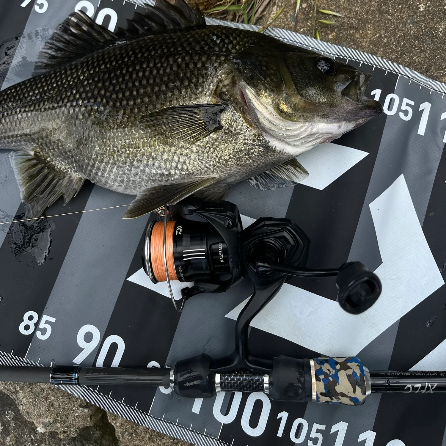 Australian bass caught on Fishbrain