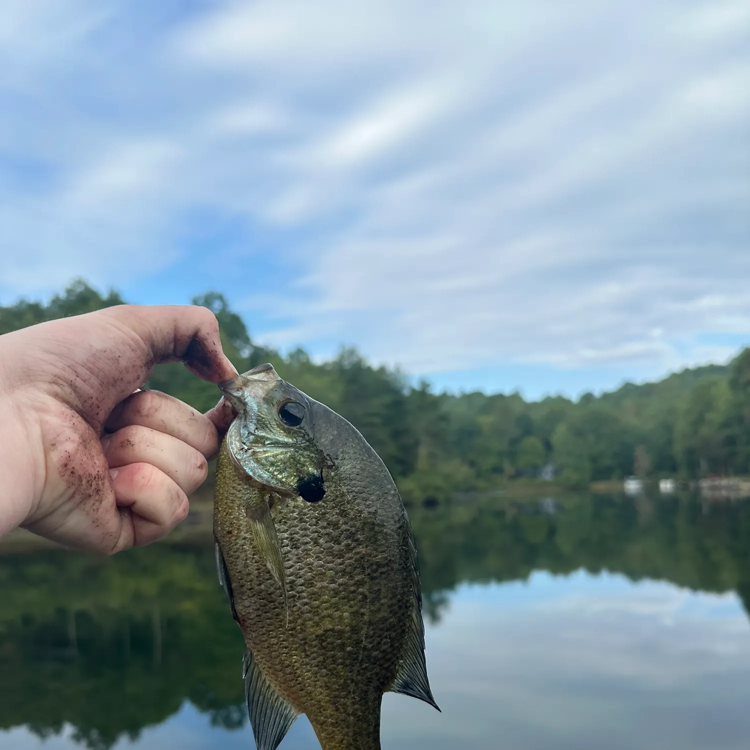 Bluegill caught on Fishbrain