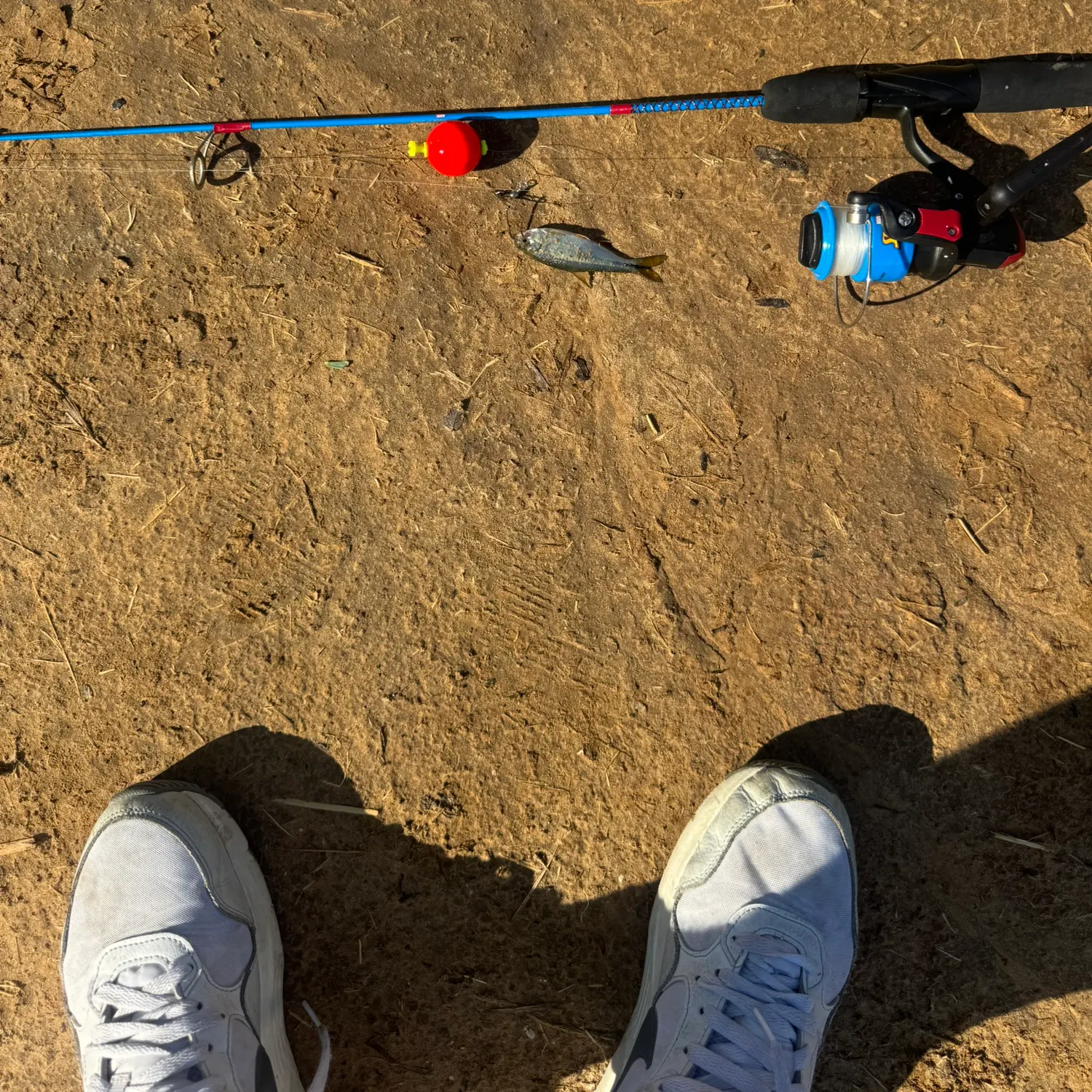The most recent Round Scad catches on Fishbrain