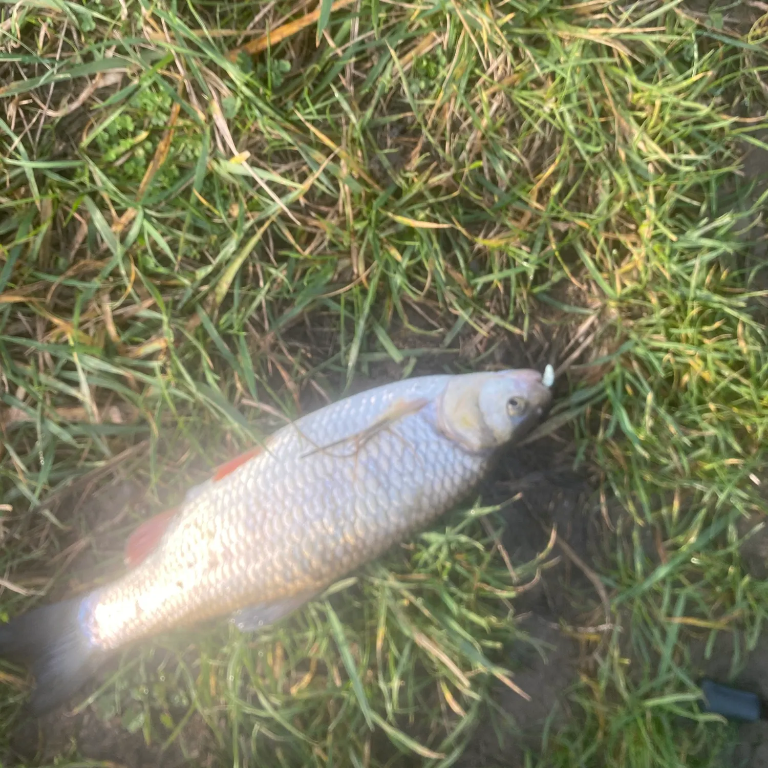 The most recent European chub catches on Fishbrain