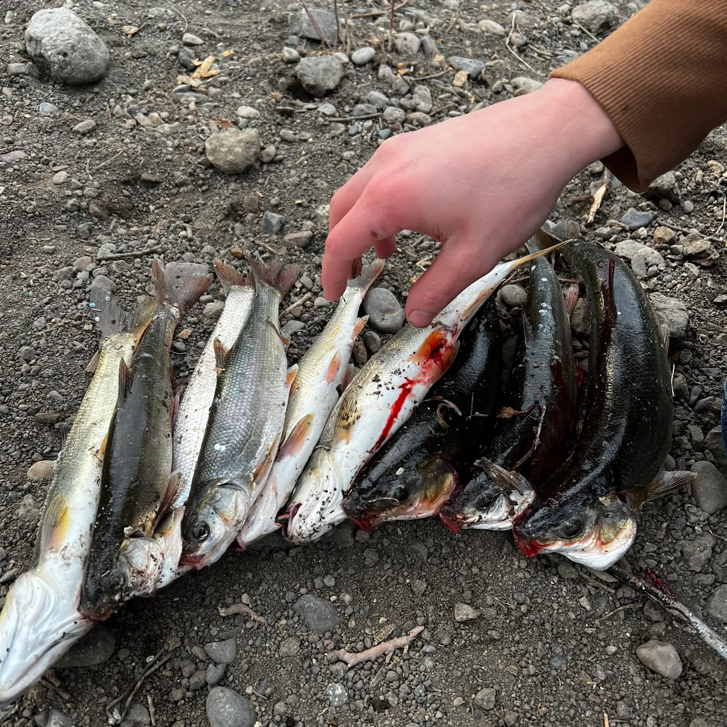 recently logged catches