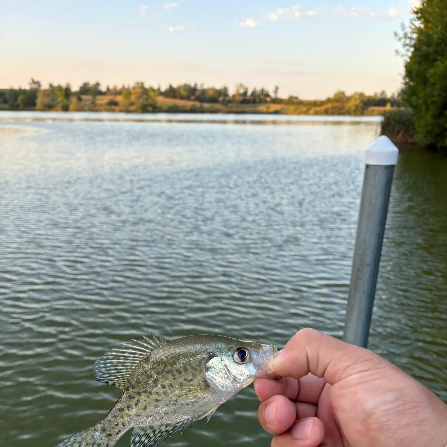 White crappie caught on Fishbrain