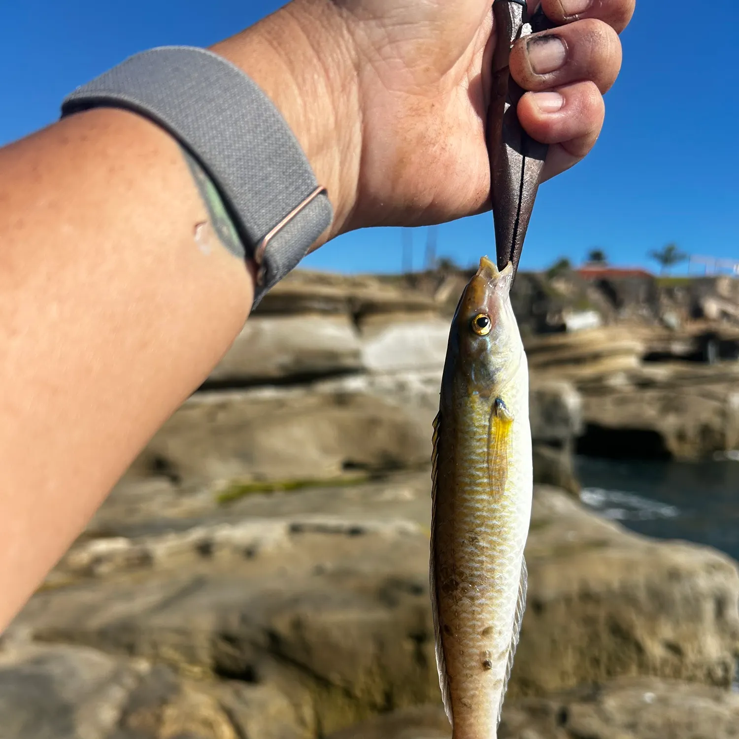 The most recent Señorita catches on Fishbrain