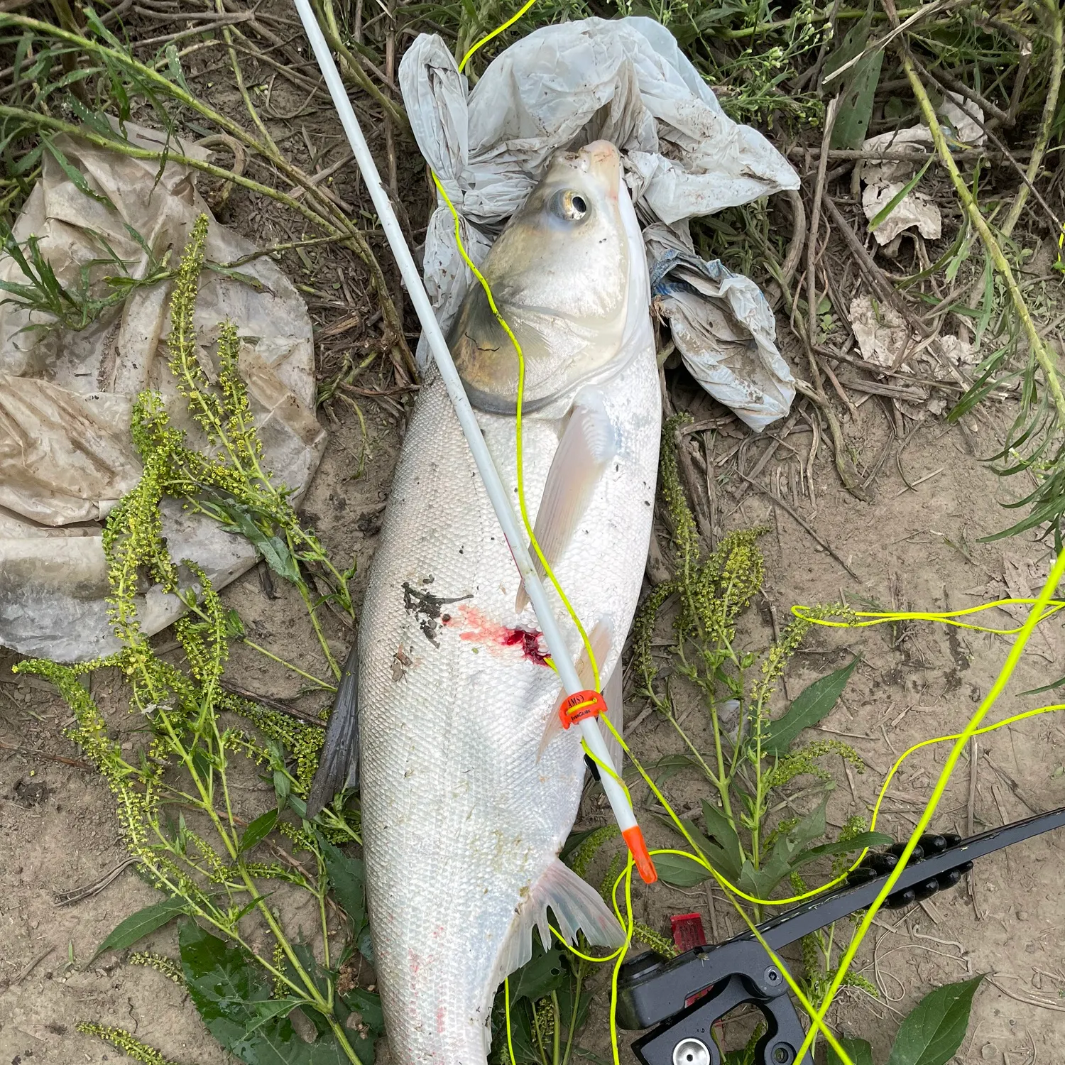 Silver carp caught on Fishbrain