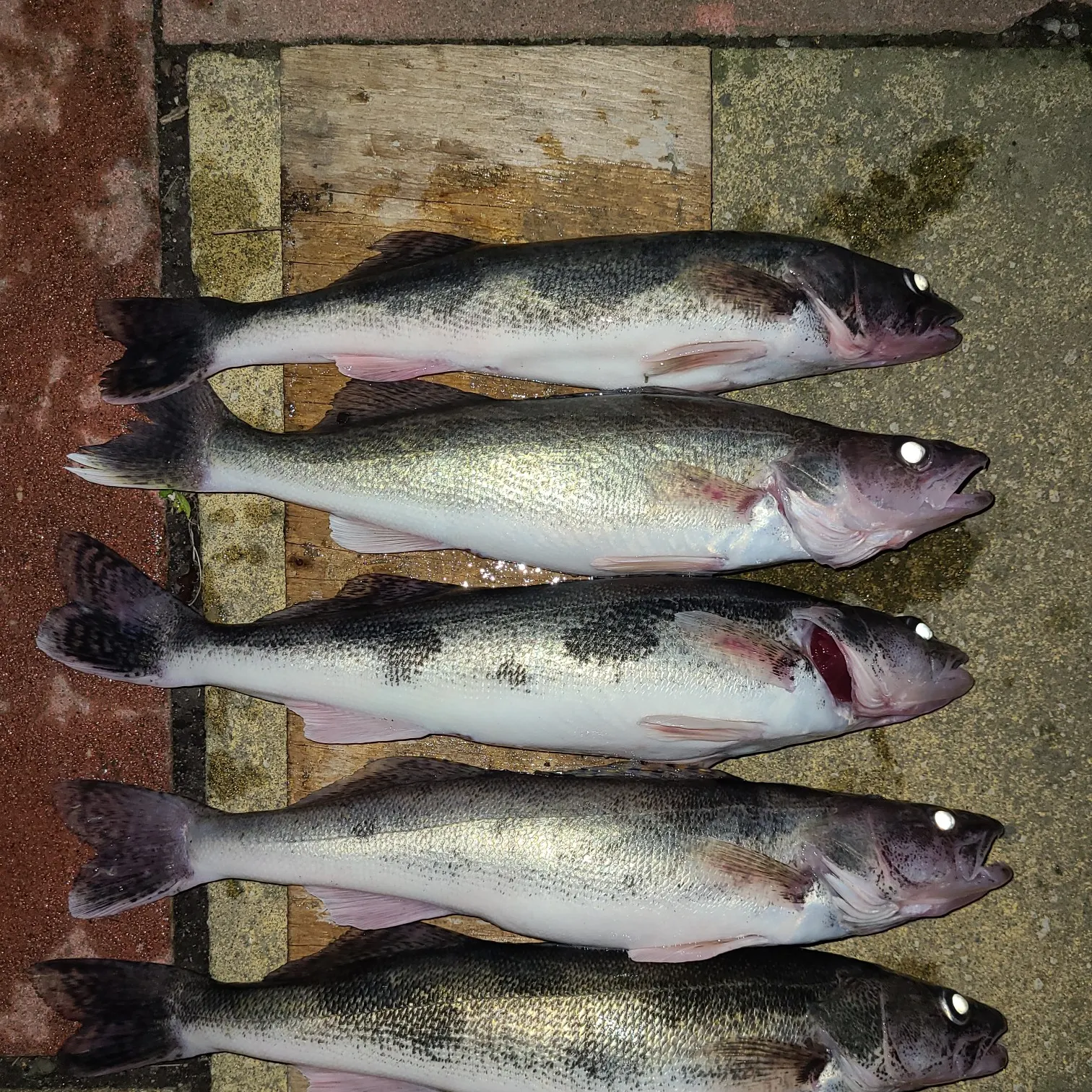 recently logged catches