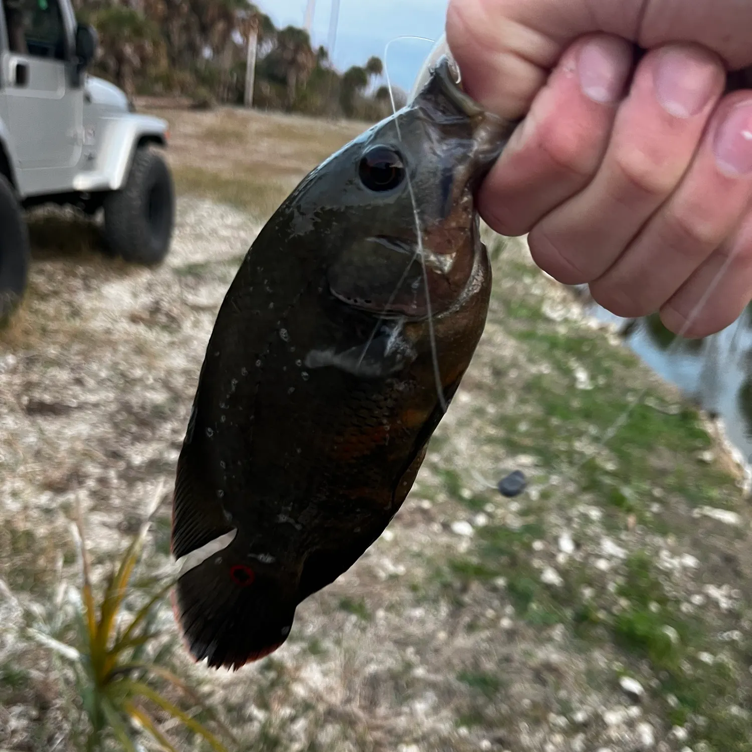 The most recent Oscar catches on Fishbrain