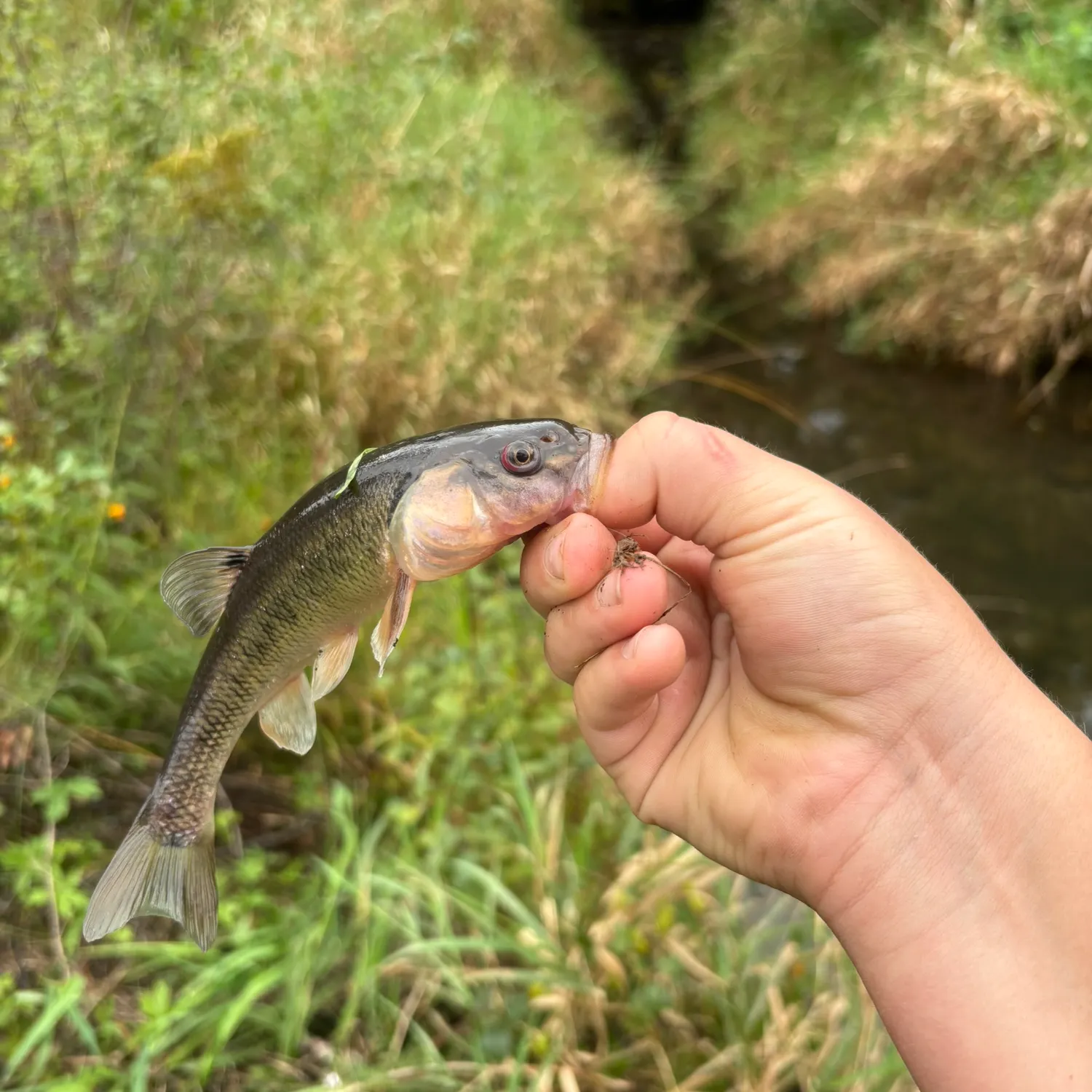 Creek chub caught on Fishbrain