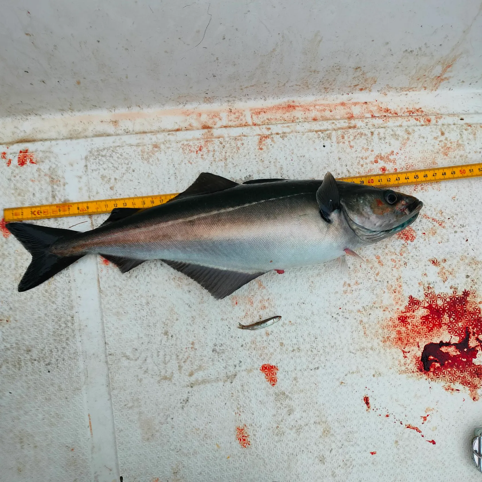 Atlantic pollock caught on Fishbrain