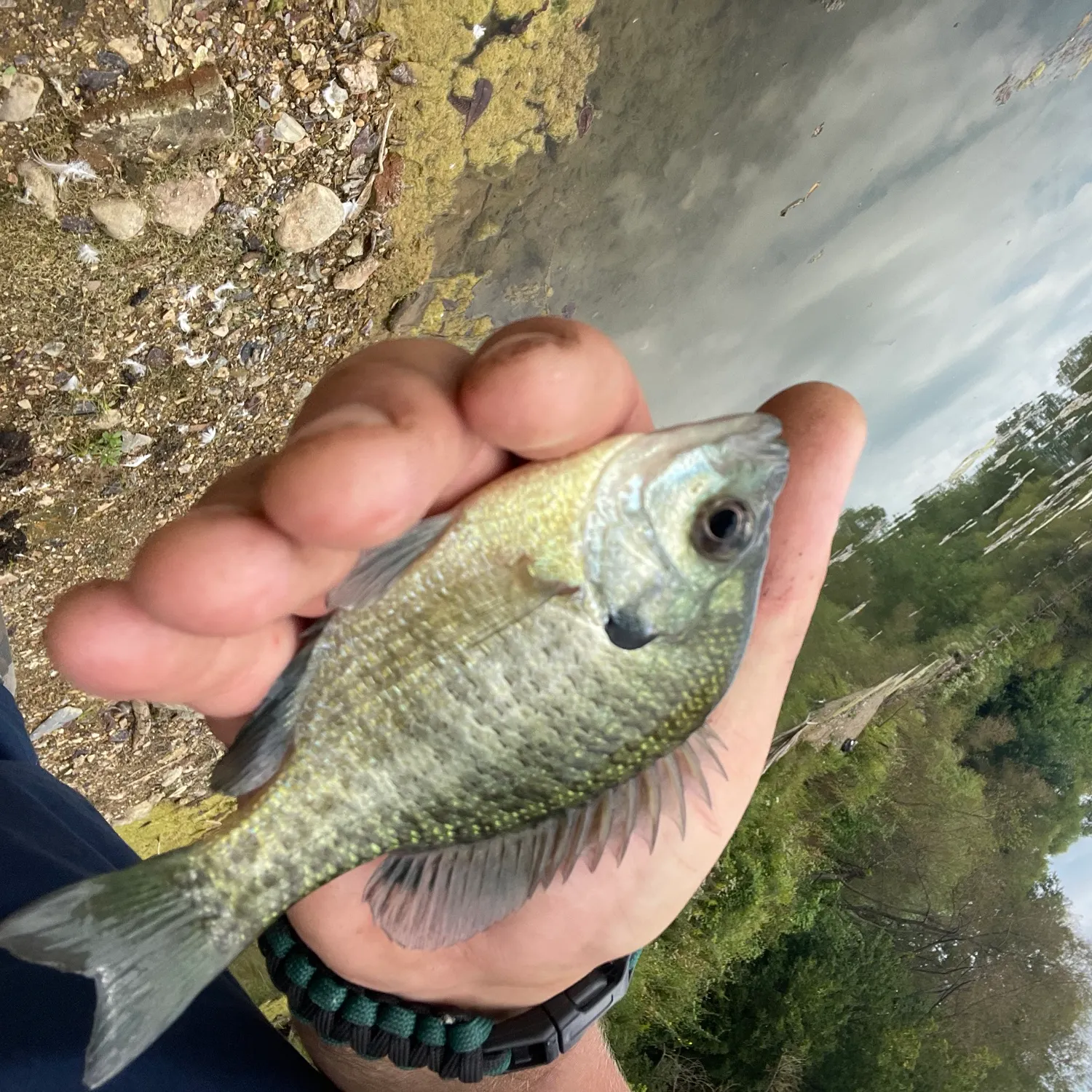 Bluegill caught on Fishbrain