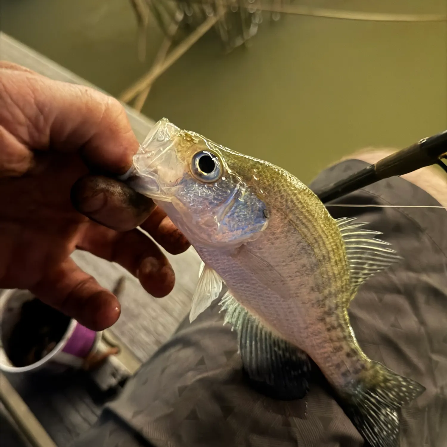 White crappie caught on Fishbrain