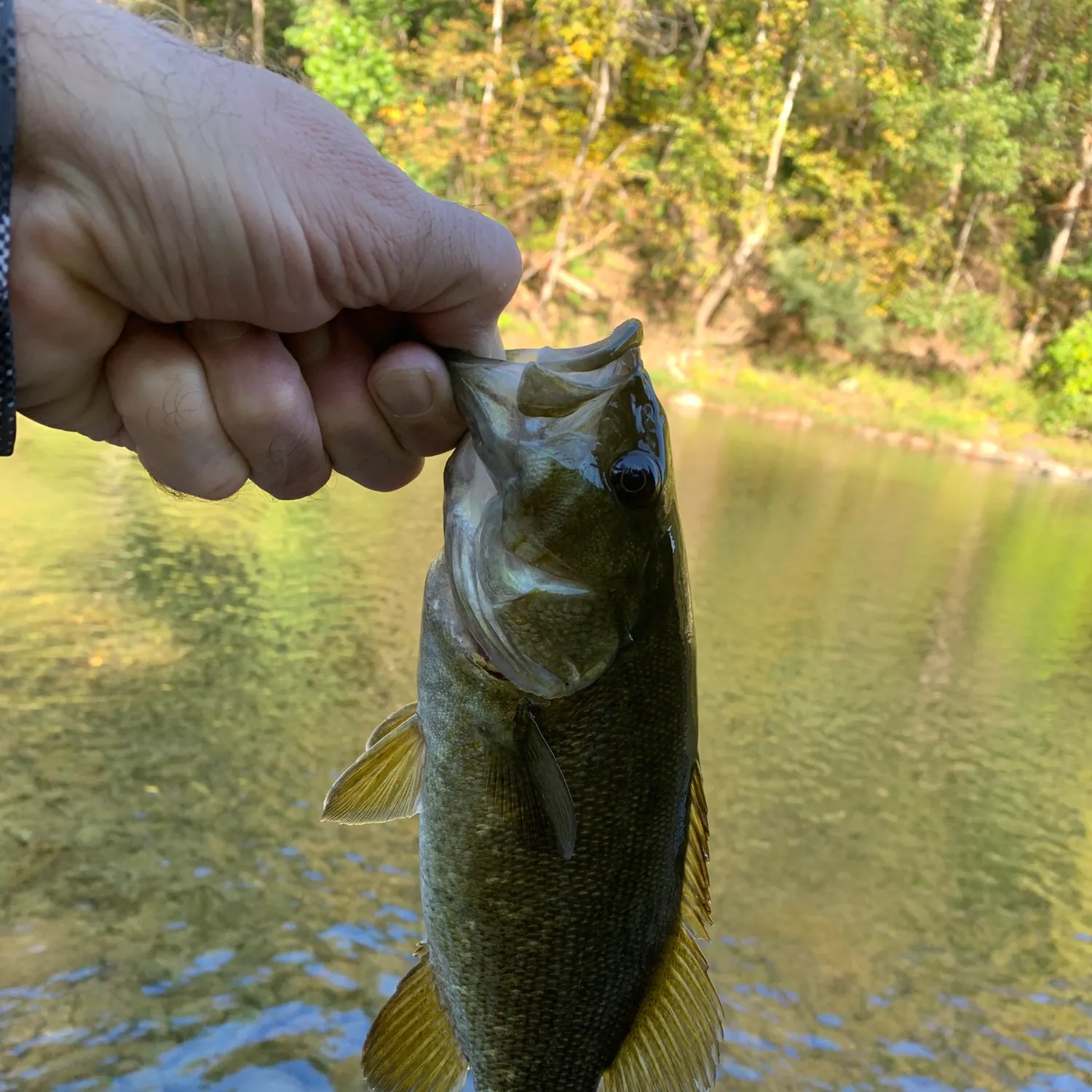 Smallmouth bass caught on Fishbrain