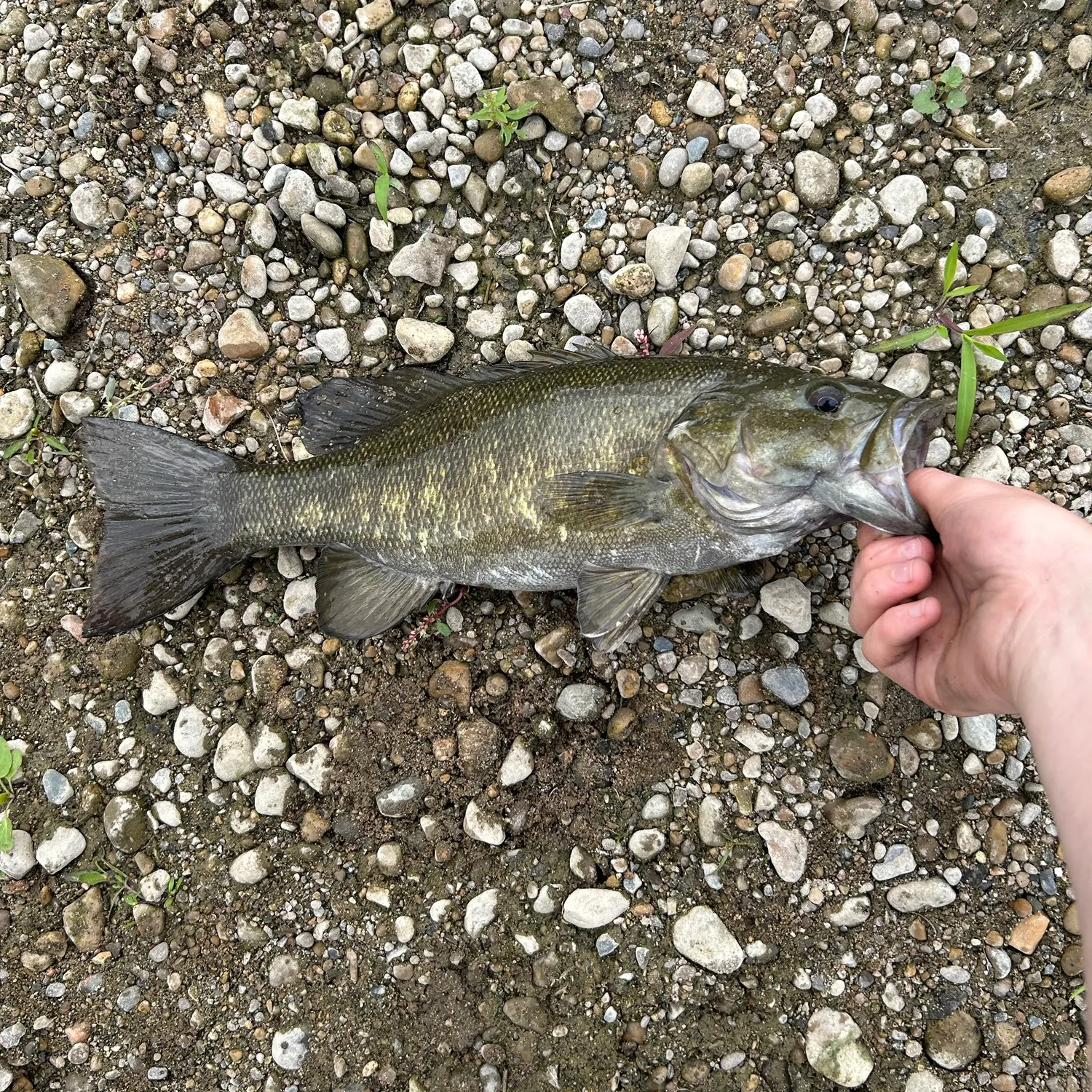 Smallmouth bass caught on Fishbrain
