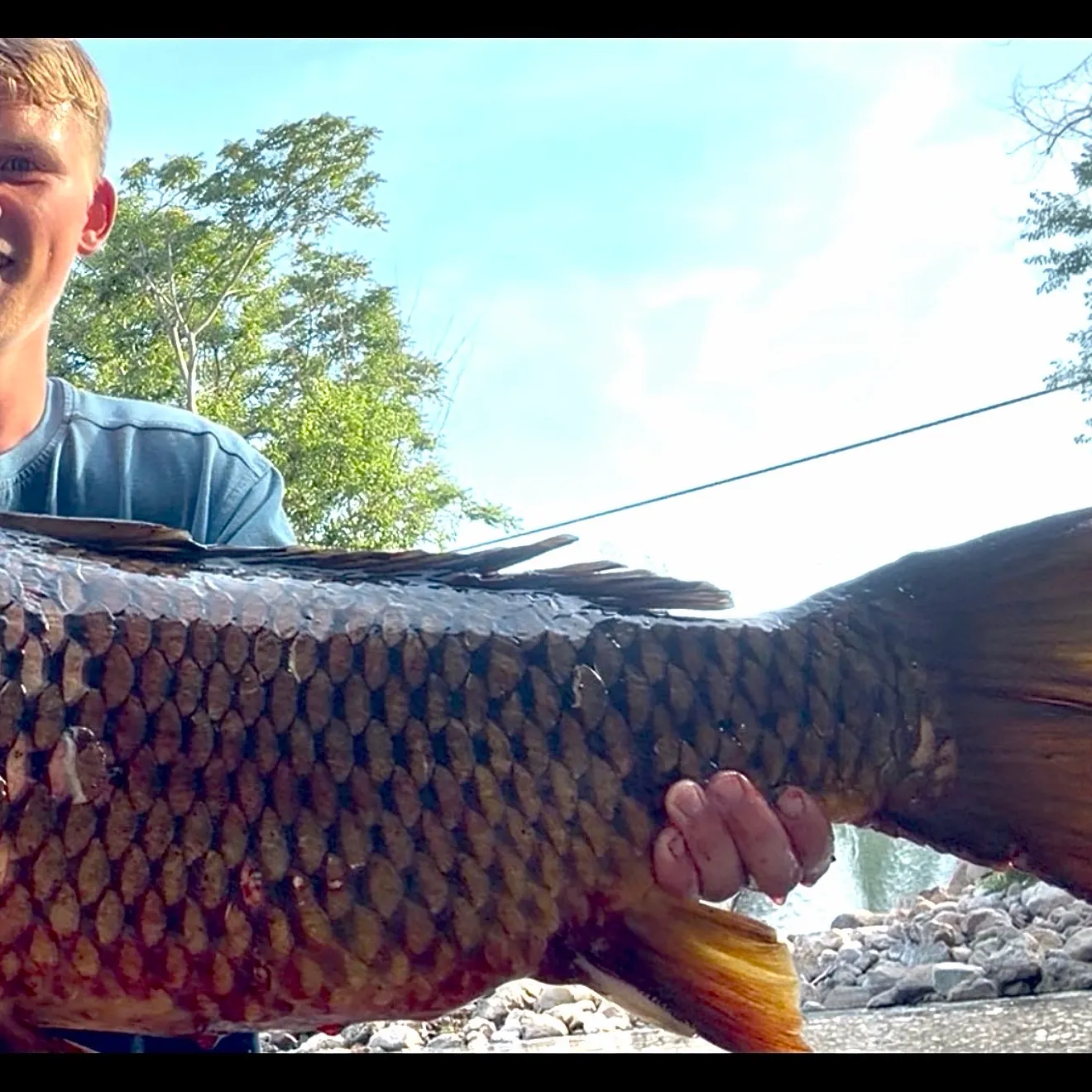 Common carp caught on Fishbrain