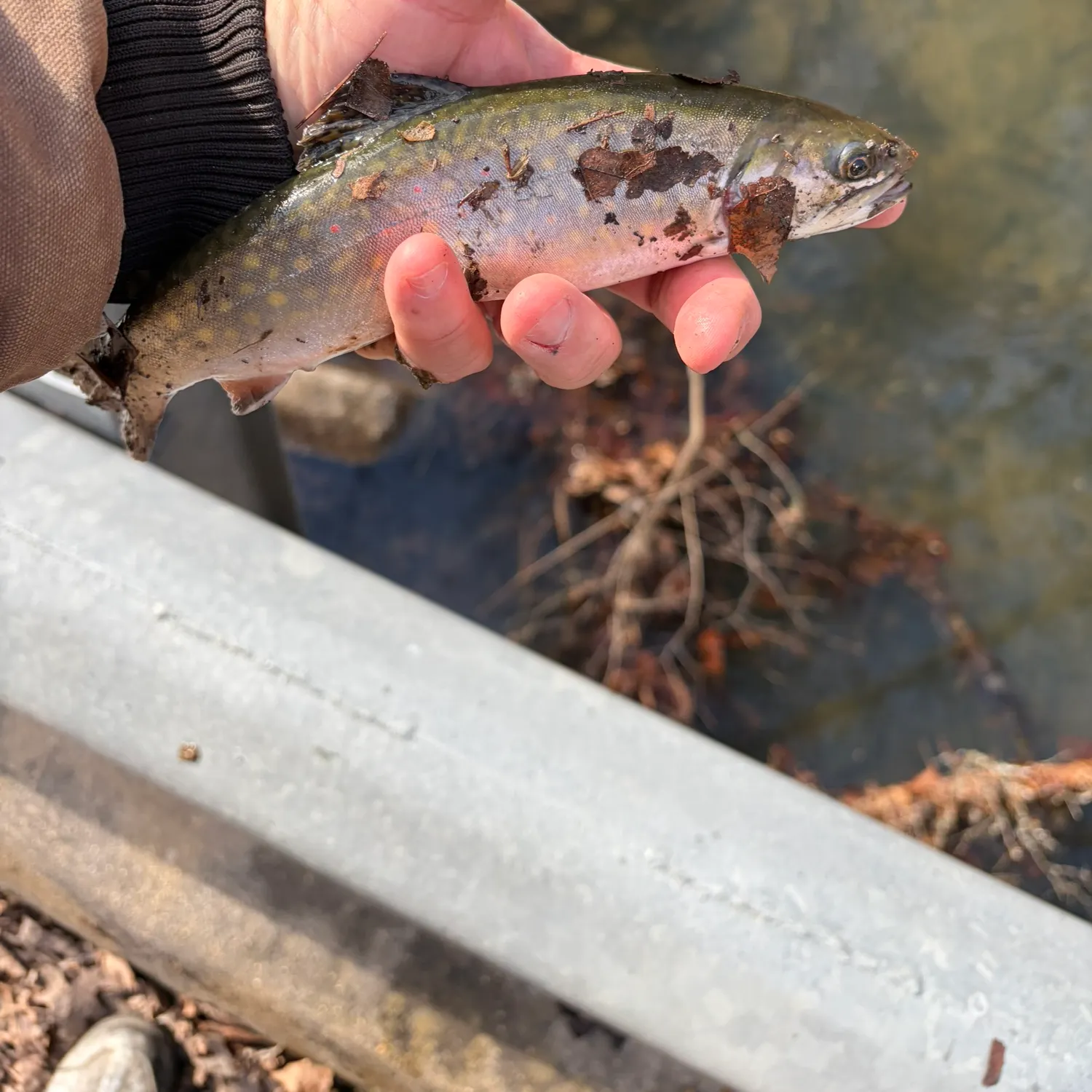 The most recent Brook trout catches on Fishbrain