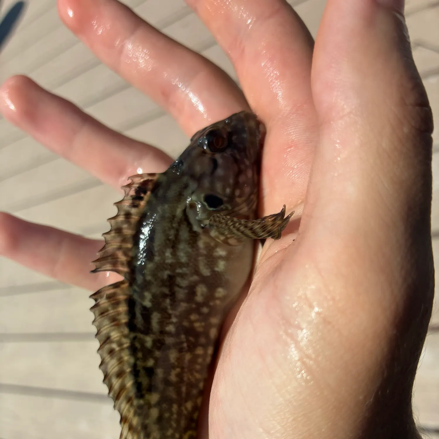 The most recent Masquerader hairy blenny catches on Fishbrain